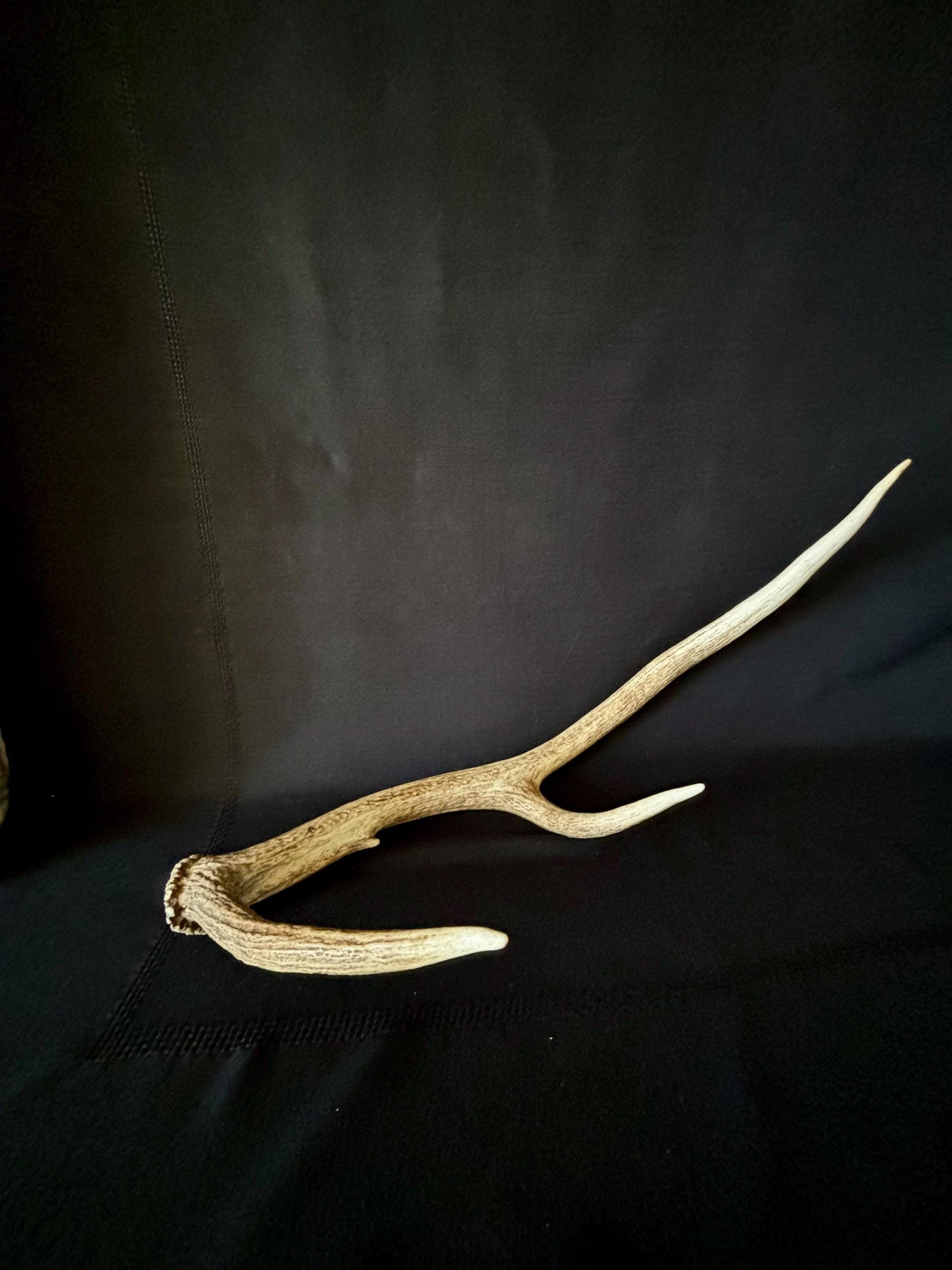 Wild Canadian Elk Shed. Antler Decor Piece, Crafting Item. Terrarium. Antler.