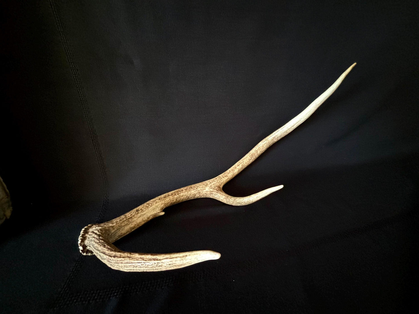 Wild Canadian Elk Shed. Antler Decor Piece, Crafting Item. Terrarium. Antler.