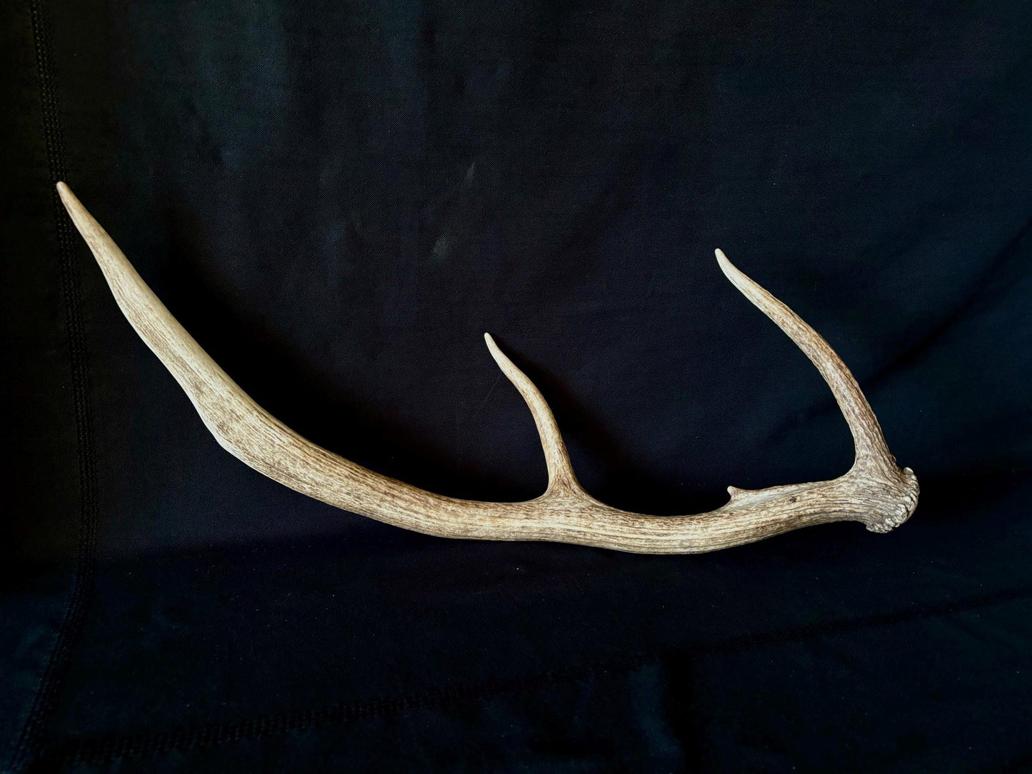 Wild Canadian Elk Shed. Antler Decor Piece, Crafting Item. Terrarium. Antler.