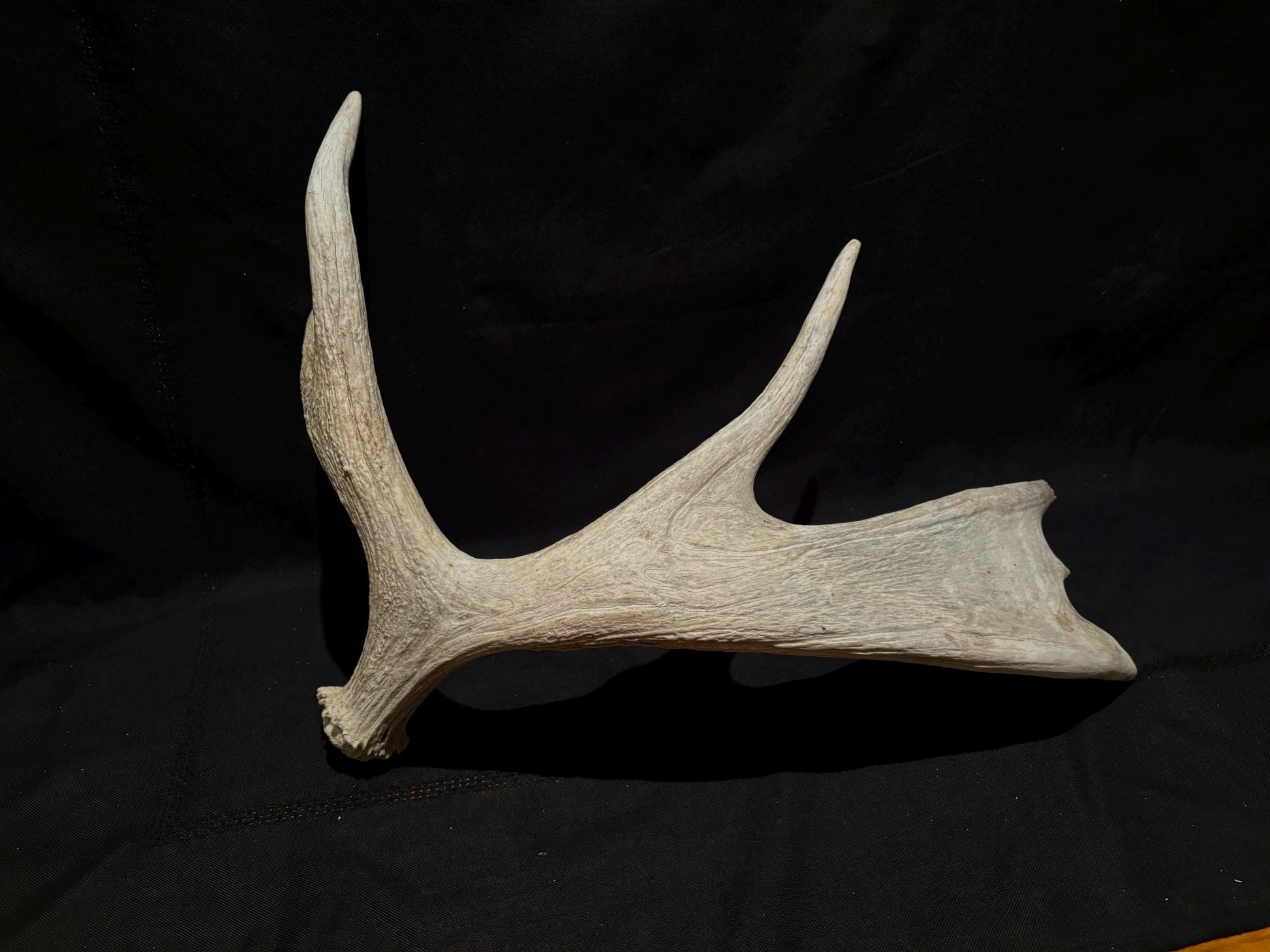 Wild Bull Moose Shed Antler. Interior Design and Decor Item.