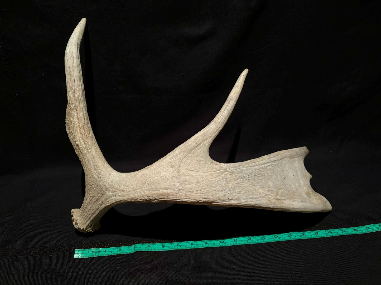 Wild Bull Moose Shed Antler. Interior Design and Decor Item.