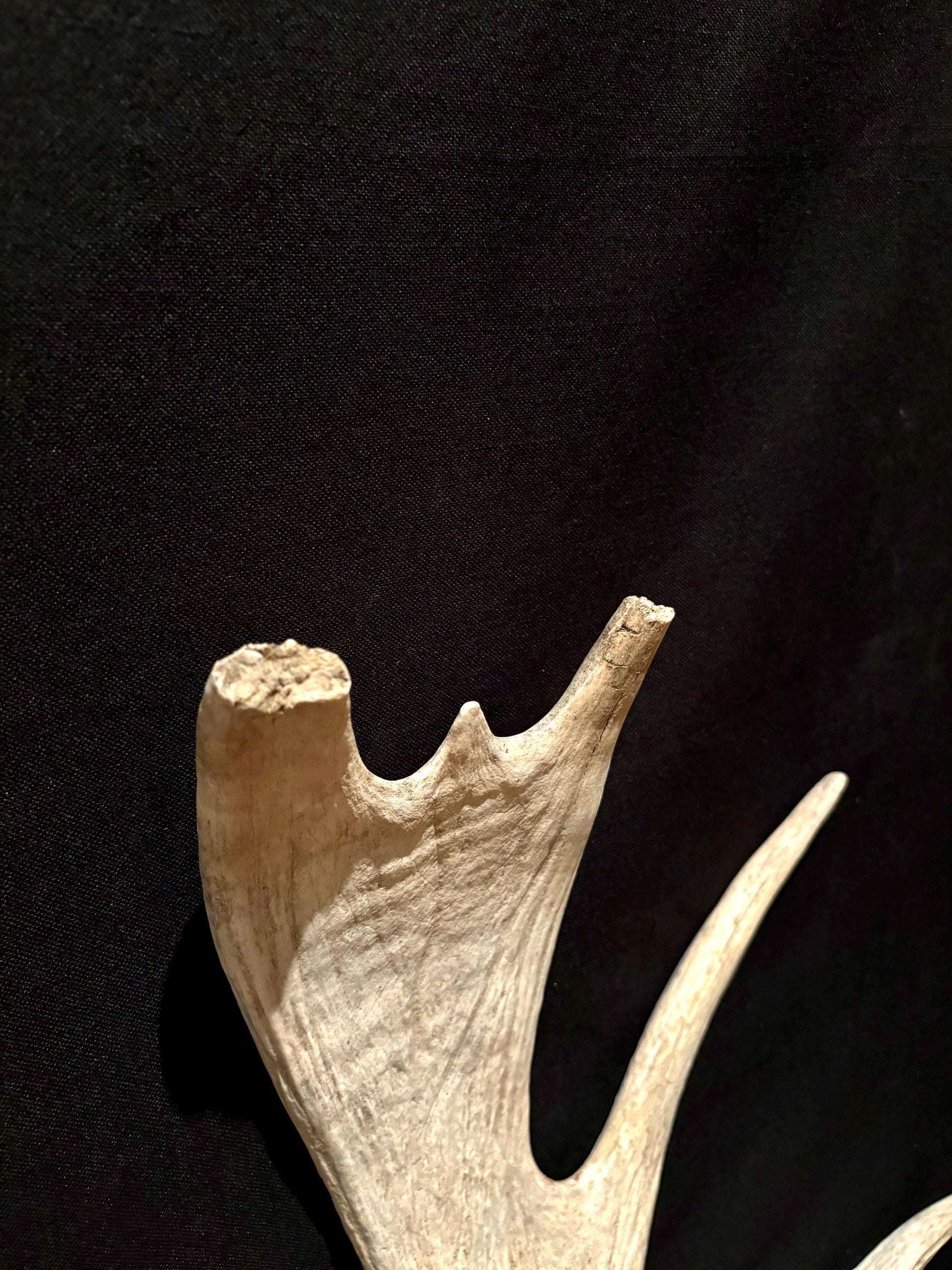 Wild Bull Moose Shed Antler. Interior Design and Decor Item.