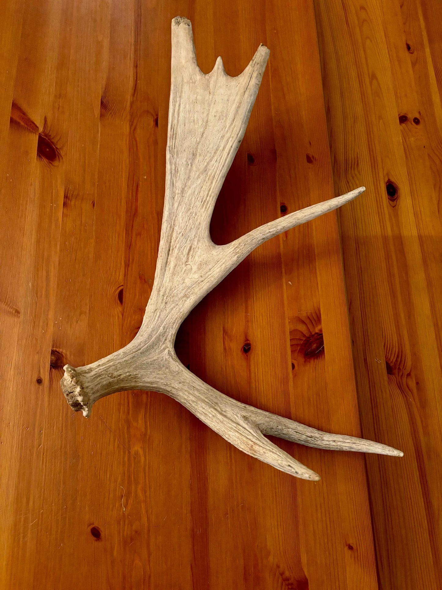 Wild Bull Moose Shed Antler. Interior Design and Decor Item.