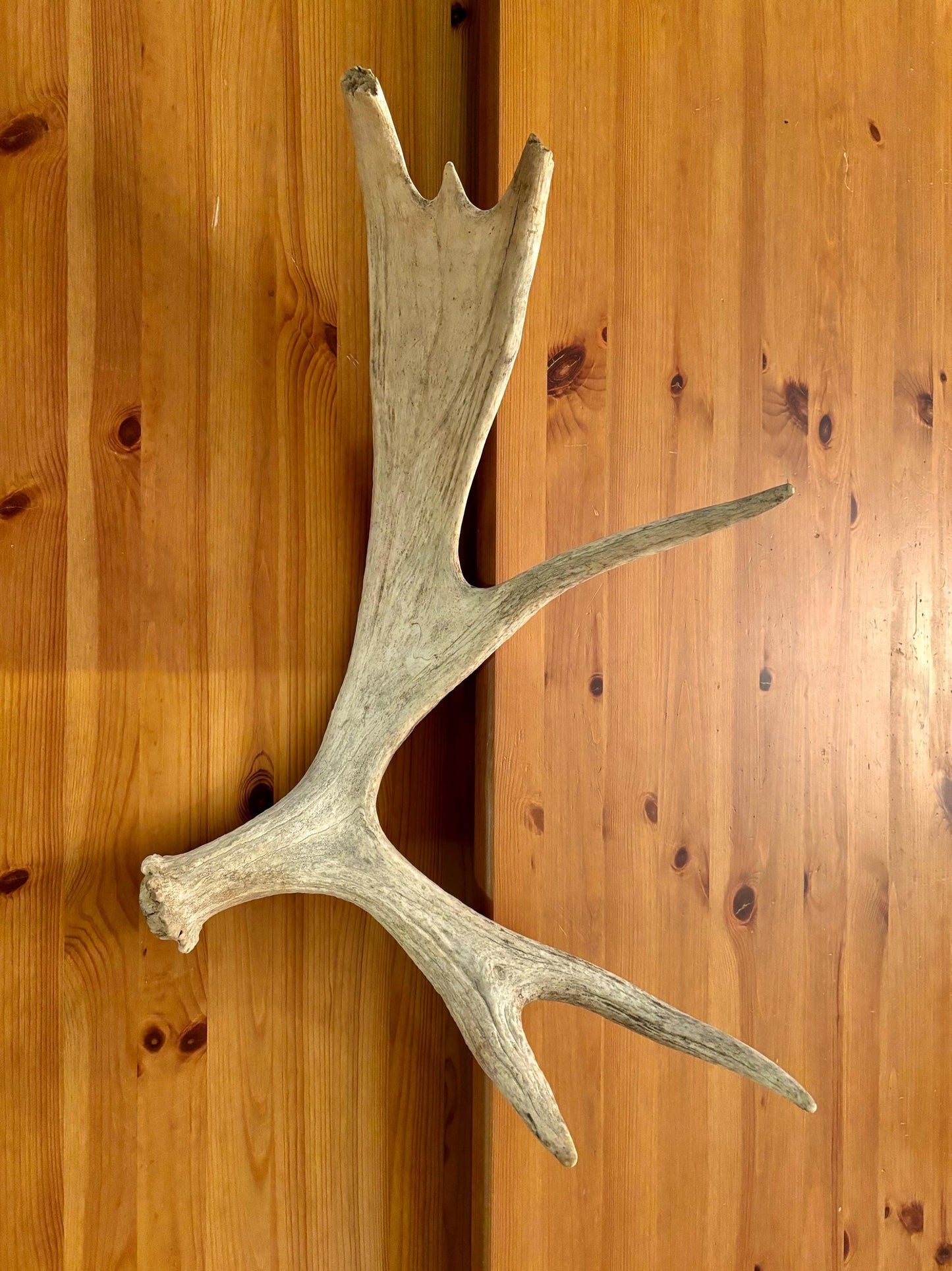 Wild Bull Moose Shed Antler. Interior Design and Decor Item.