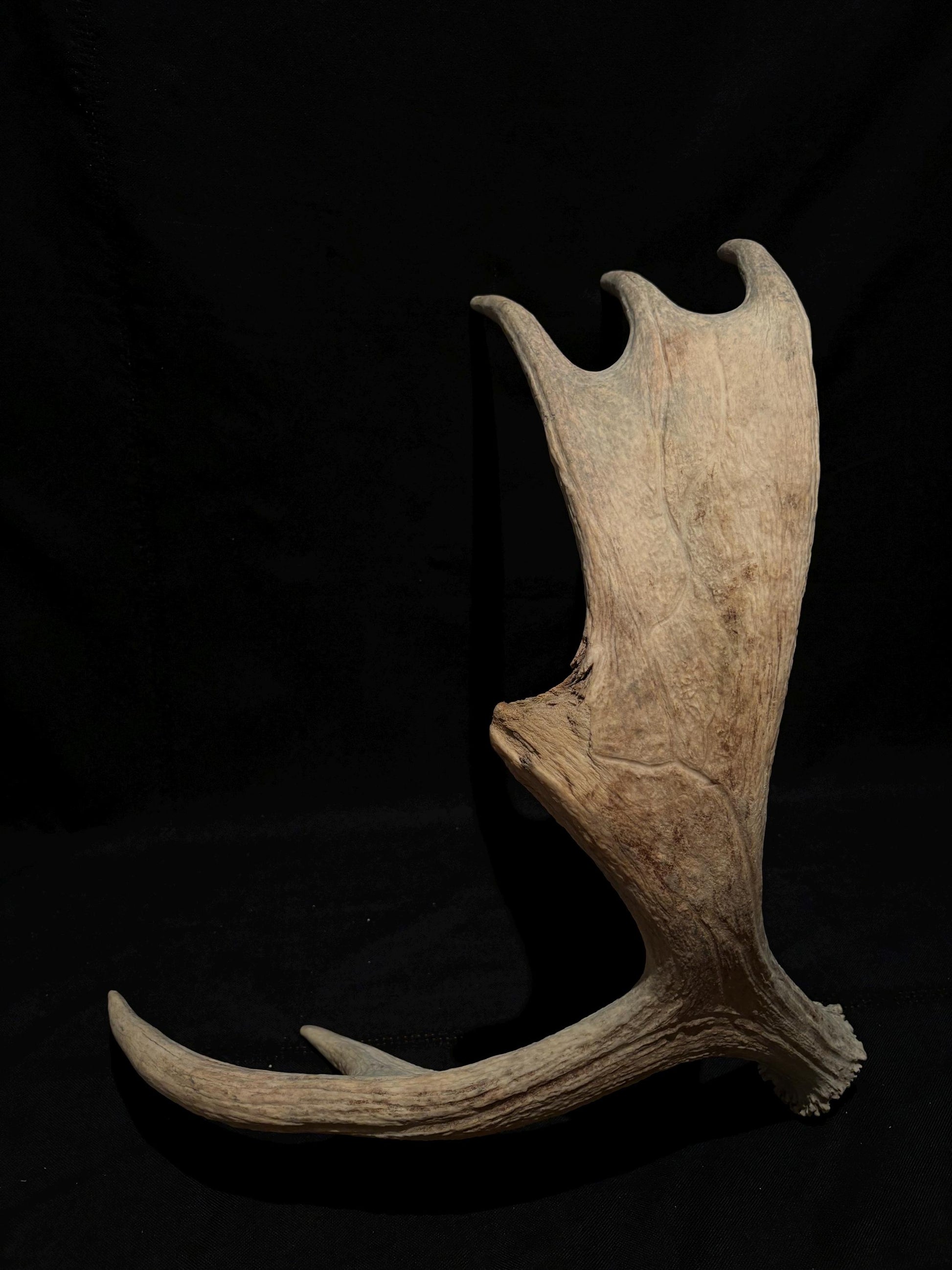 Moose Shed Antler. Medium sized wild moose antler. Decor, crafting and more!