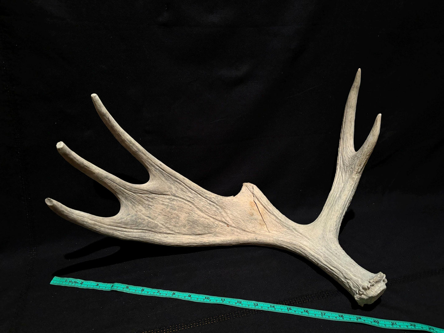 Moose Shed Antler. Medium sized wild moose antler. Decor, crafting and more!