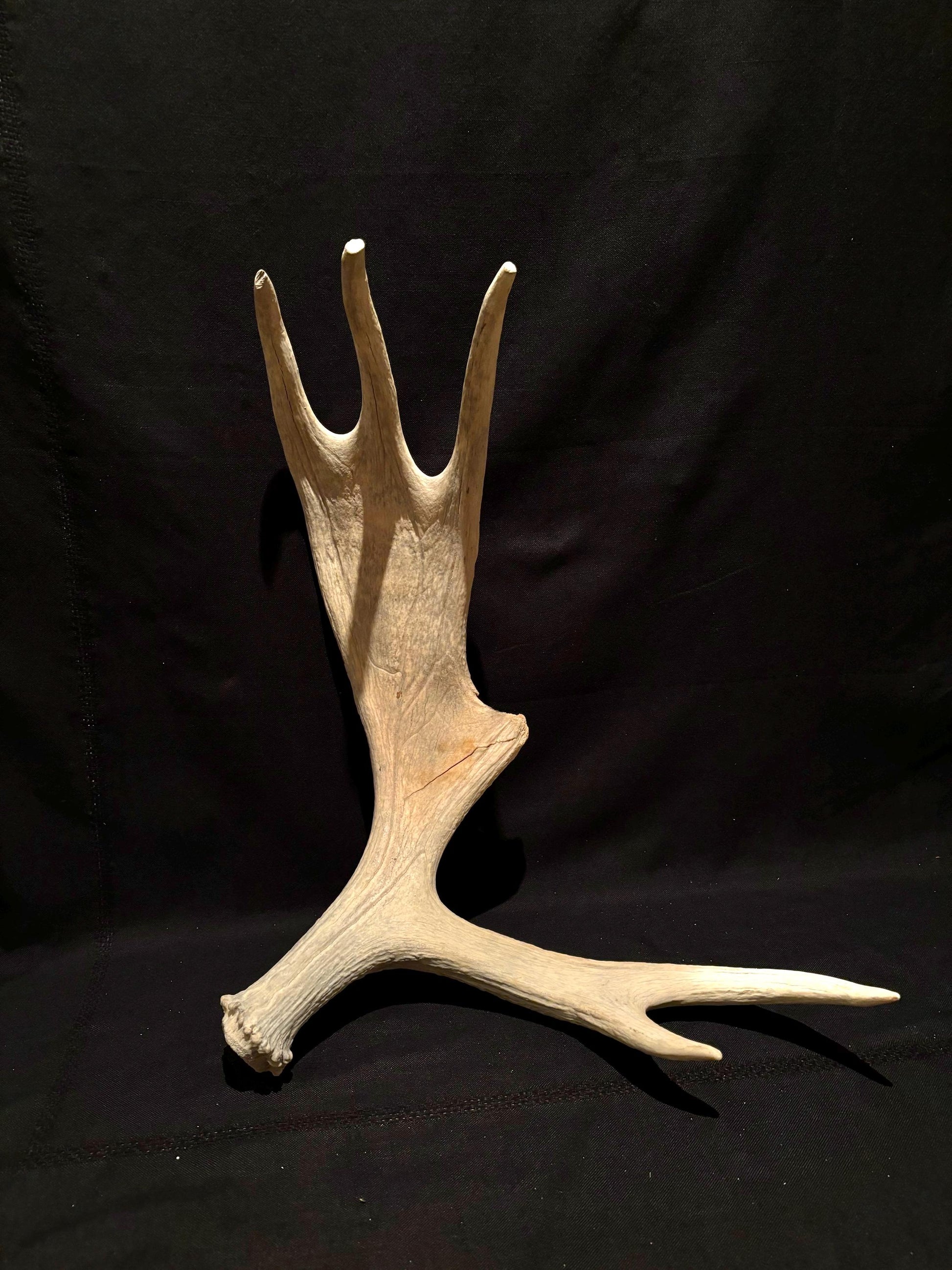 Moose Shed Antler. Medium sized wild moose antler. Decor, crafting and more!