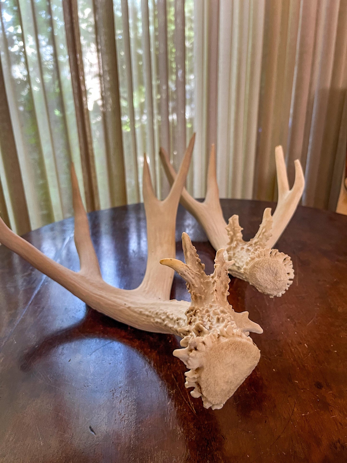 Mule deer antler pair. Classic Canadian Mule Deer Antlers. Horns, Crafting. Decor