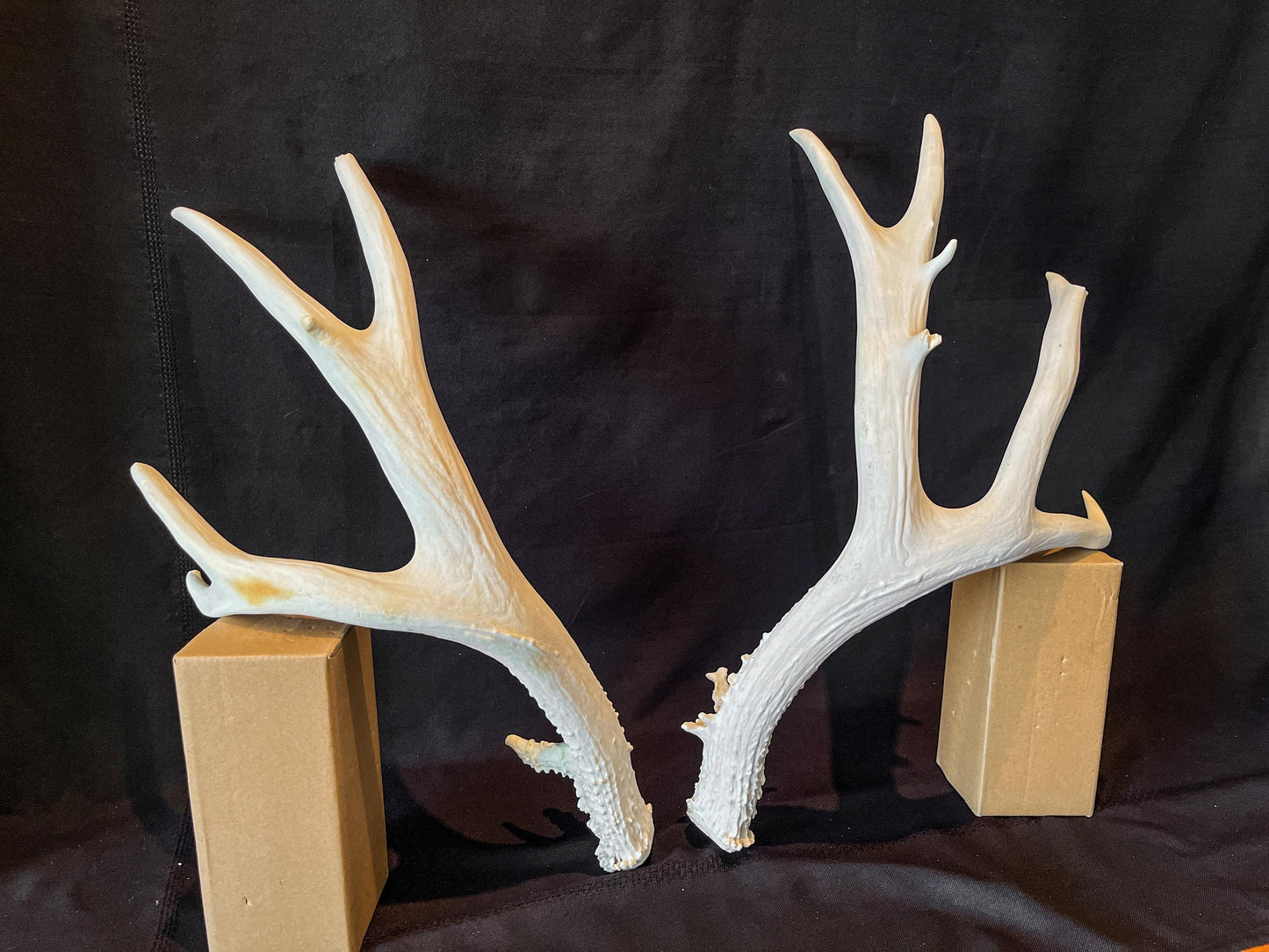 Mule deer antler pair. Classic Canadian Mule Deer Antlers. Horns, Crafting. Decor