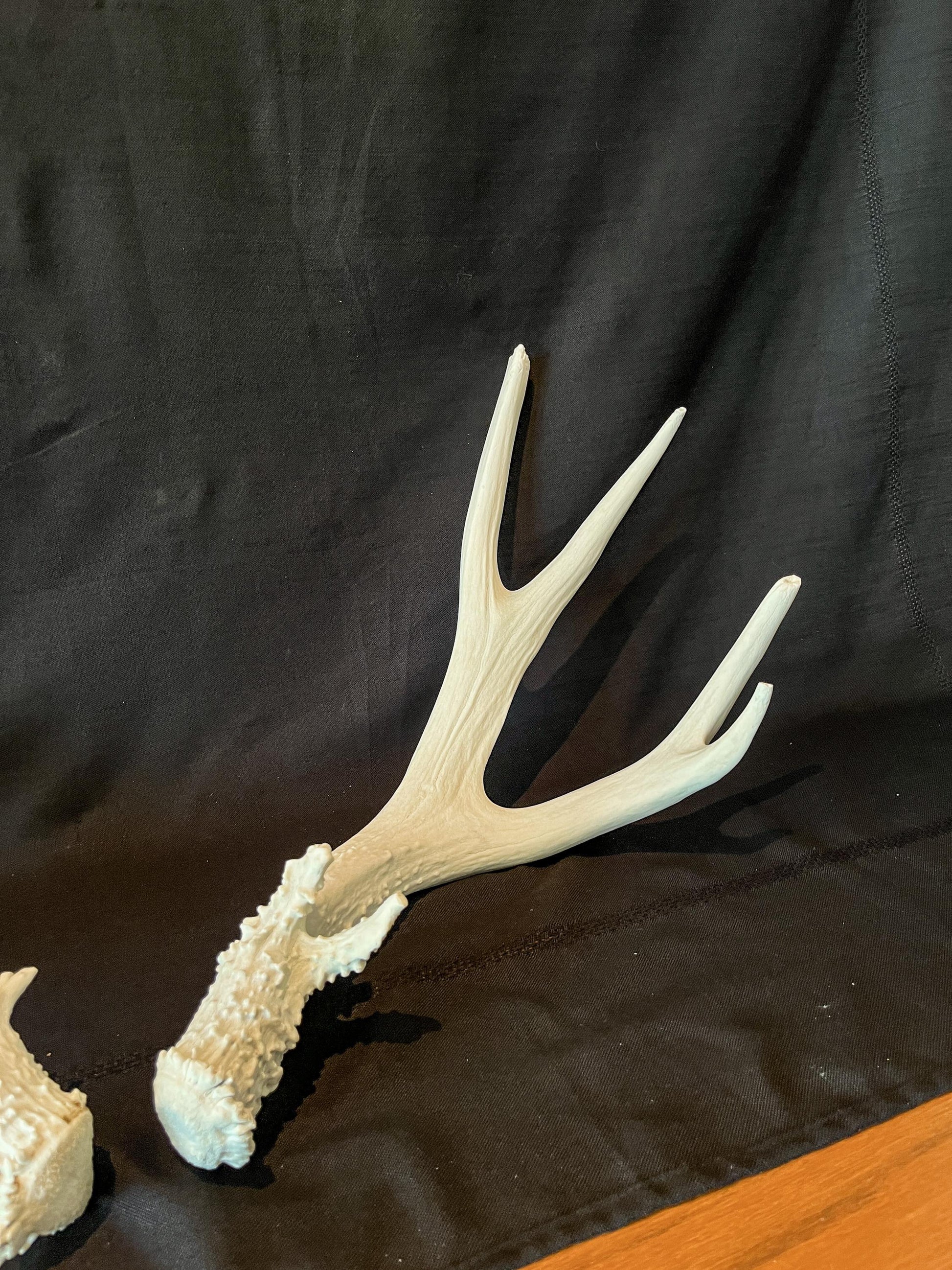 Mule deer antler pair. Classic Canadian Mule Deer Antlers. Horns, Crafting. Decor