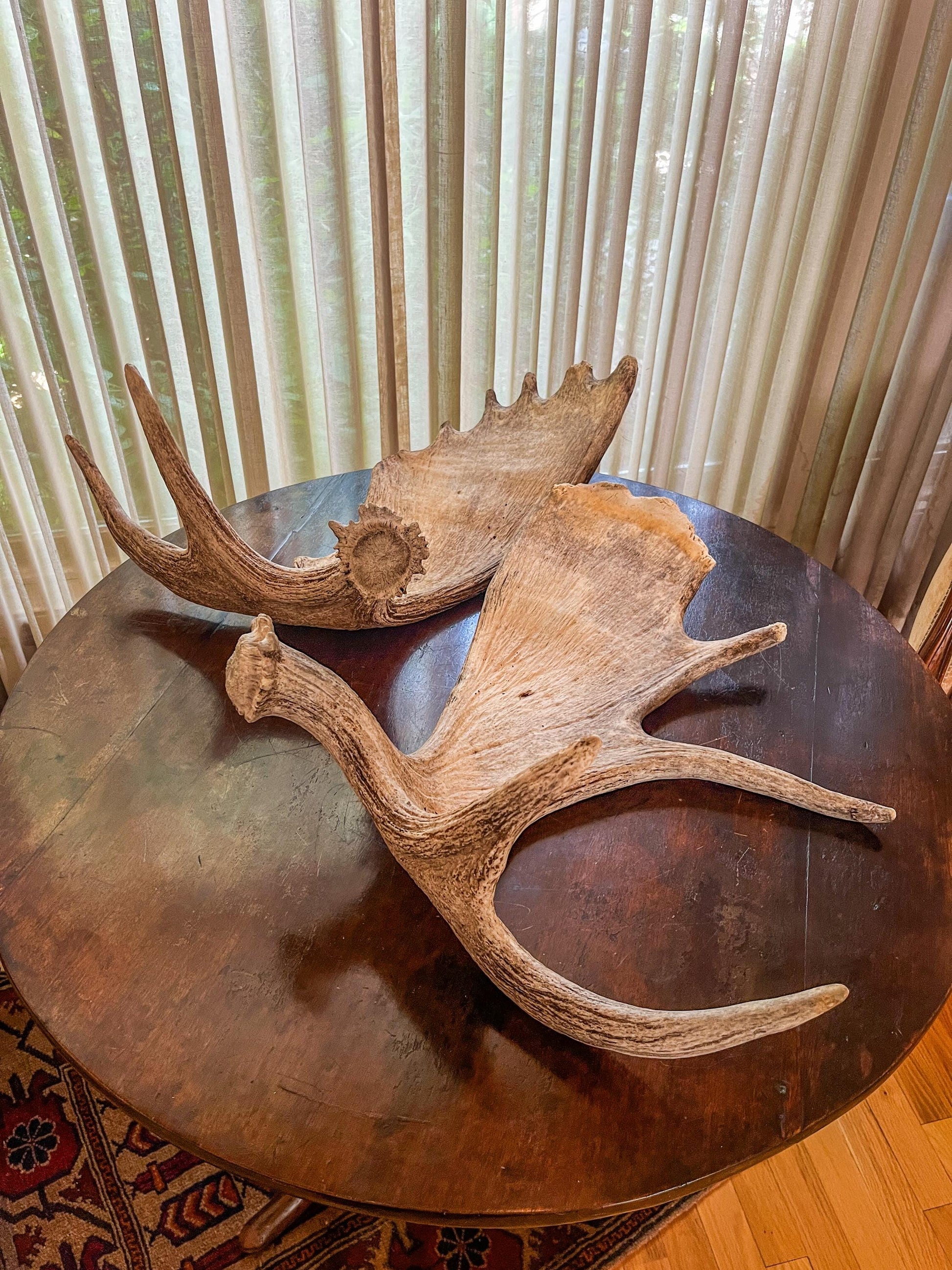 Moose Antler Pair. Large Canadian Moose Antlers