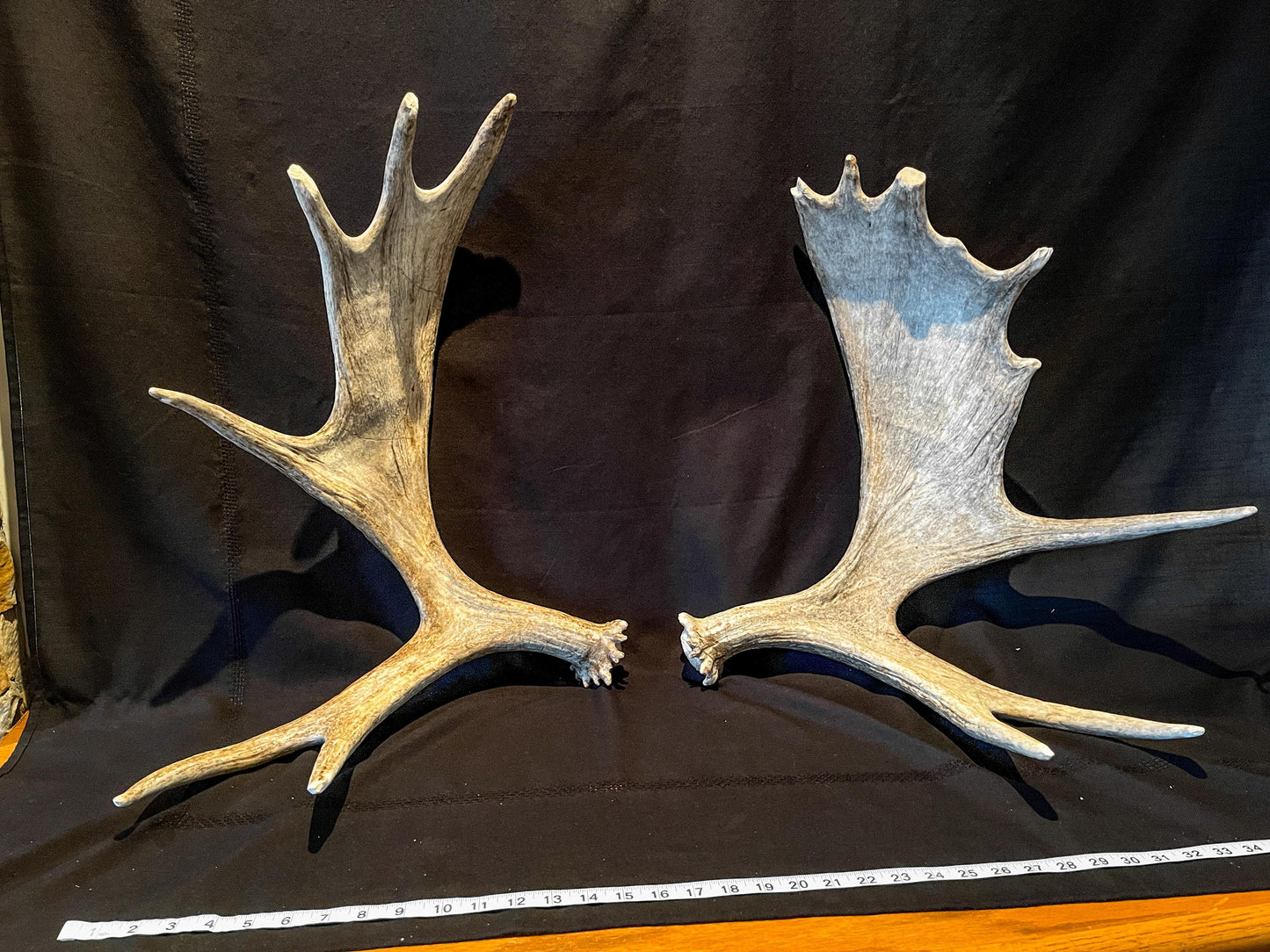 Moose Antlers. Matching Canadian Bull Moose Antler Set. Decor. Wall Decor. Centrepiece.