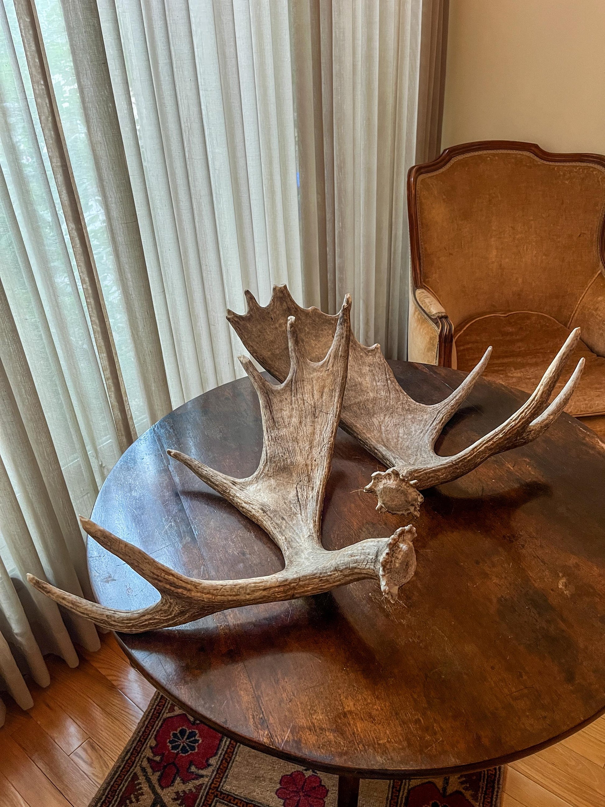 Moose Antlers. Matching Canadian Bull Moose Antler Set. Decor. Wall Decor. Centrepiece.