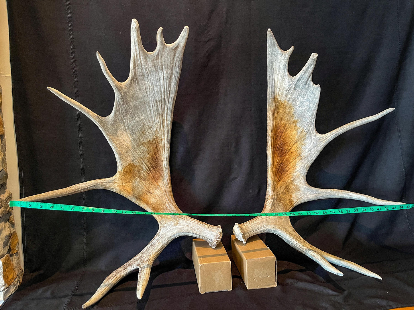 Moose Antler Pair. Large Canadian Moose Antlers - Wall Decor & Decoration, Gifts, and more.