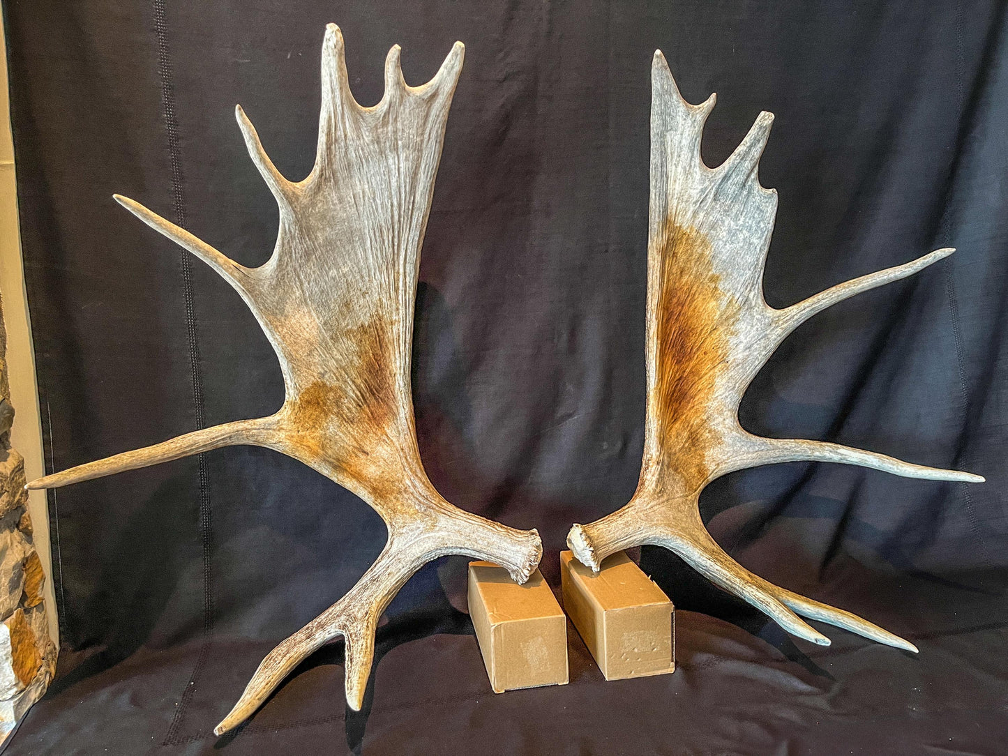 Moose Antler Pair. Large Canadian Moose Antlers - Wall Decor & Decoration, Gifts, and more.