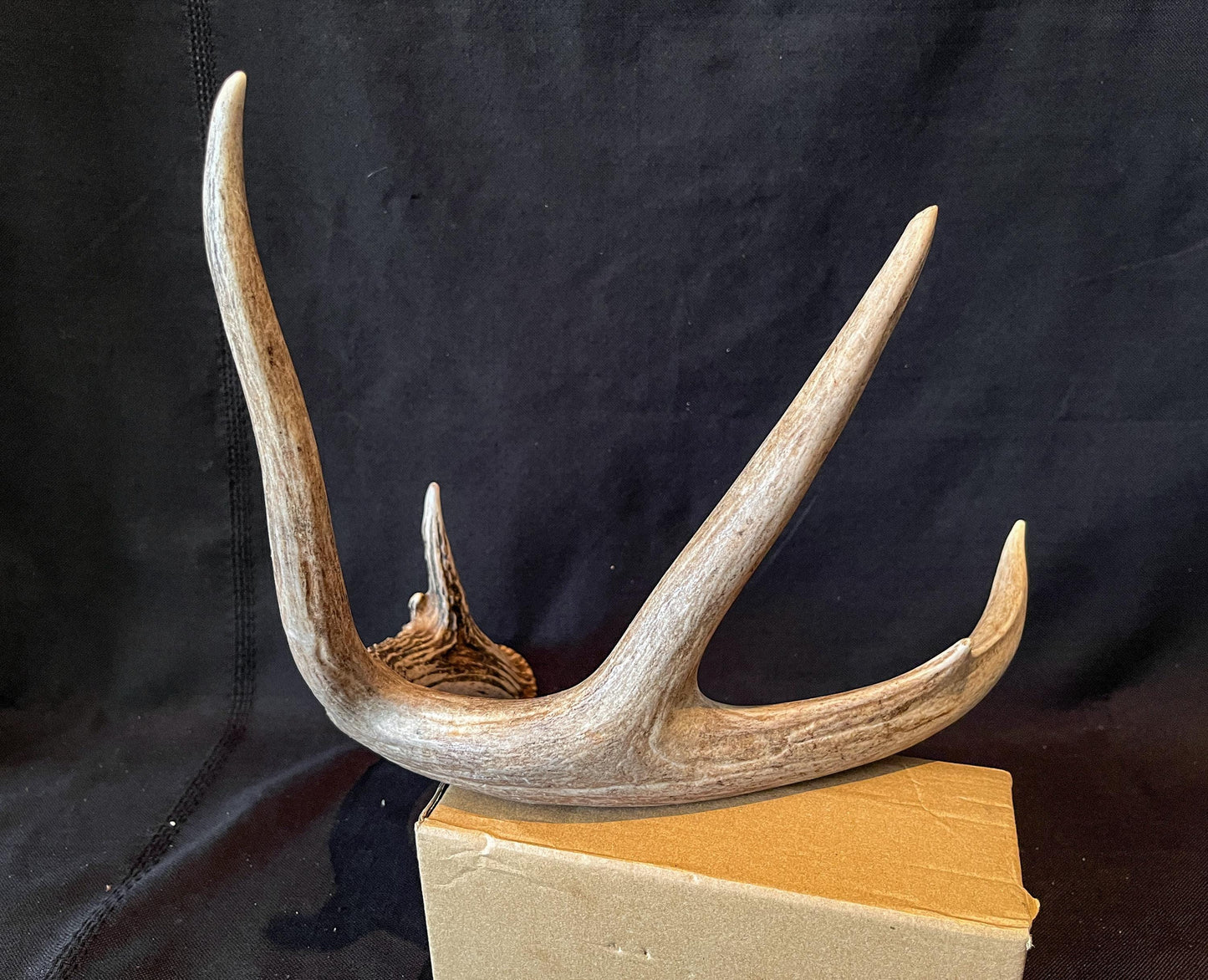 Deer Antler - White-tailed deer Antler. Wild antler for decor, design, and more