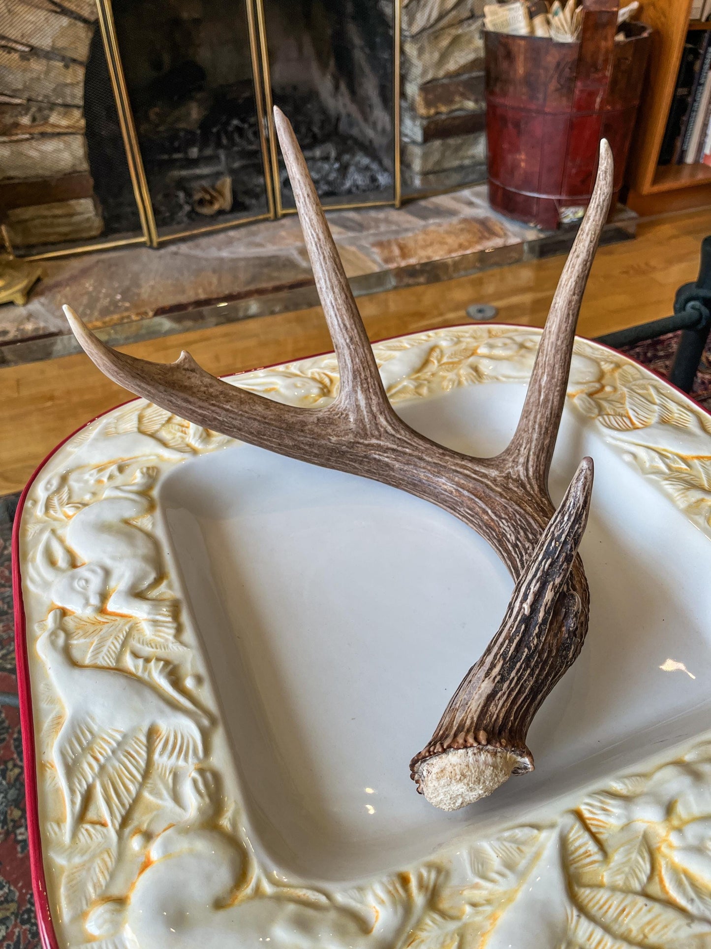 Deer Antler - White-tailed deer Antler. Wild antler for decor, design, and more