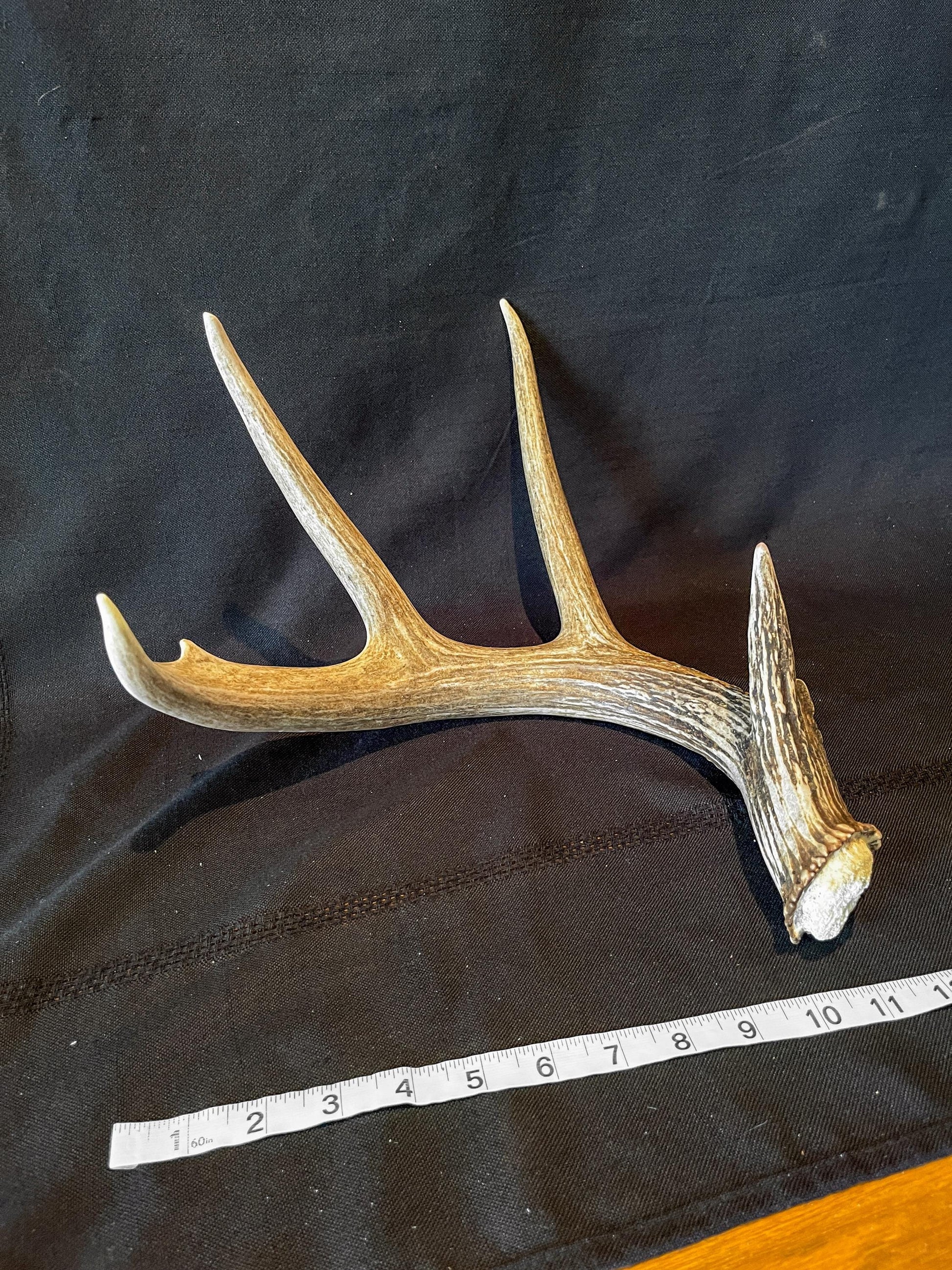 Deer Antler - White-tailed deer Antler. Wild antler for decor, design, and more