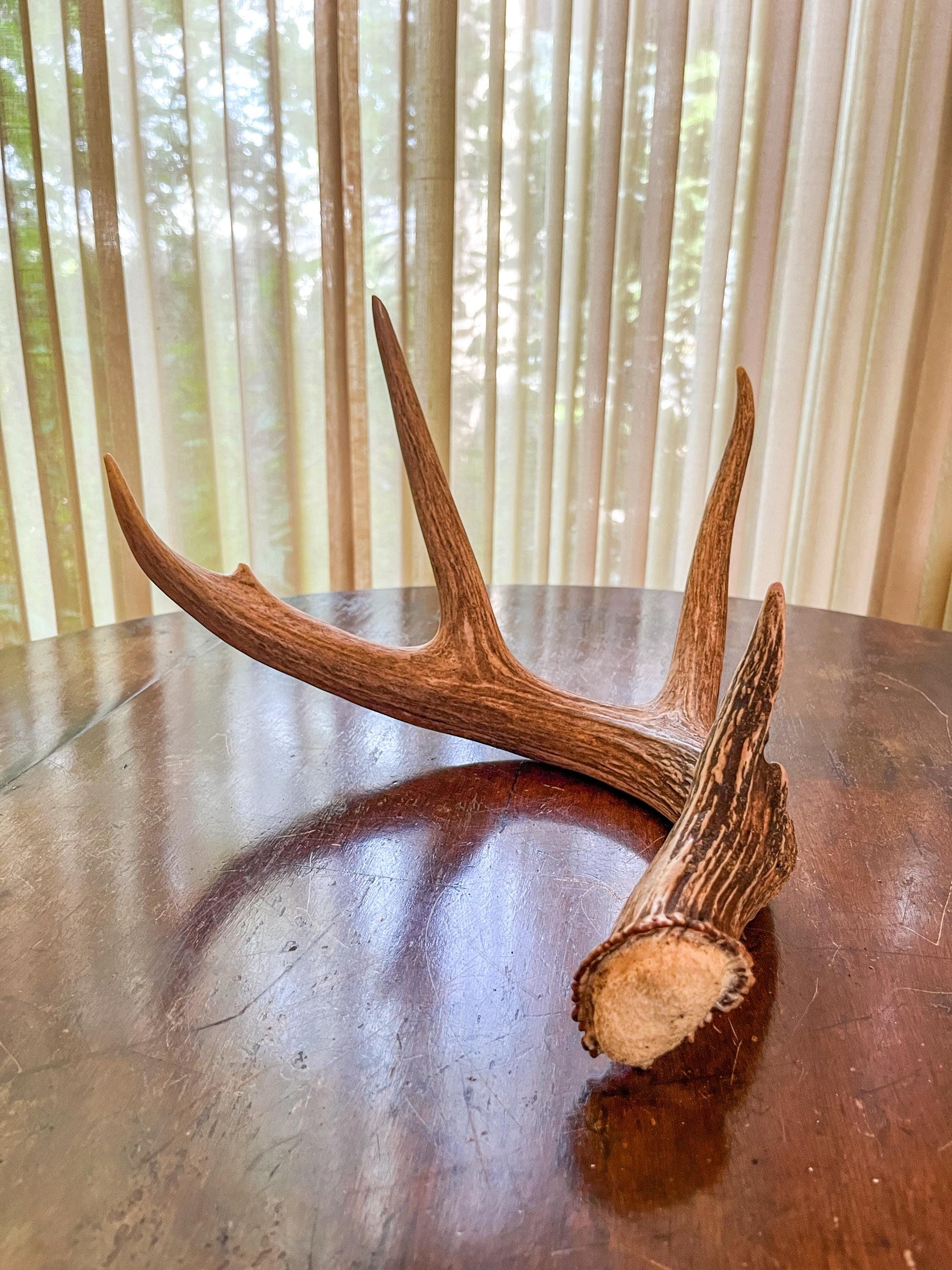 Deer Antler - White-tailed deer Antler. Wild antler for decor, design, and more