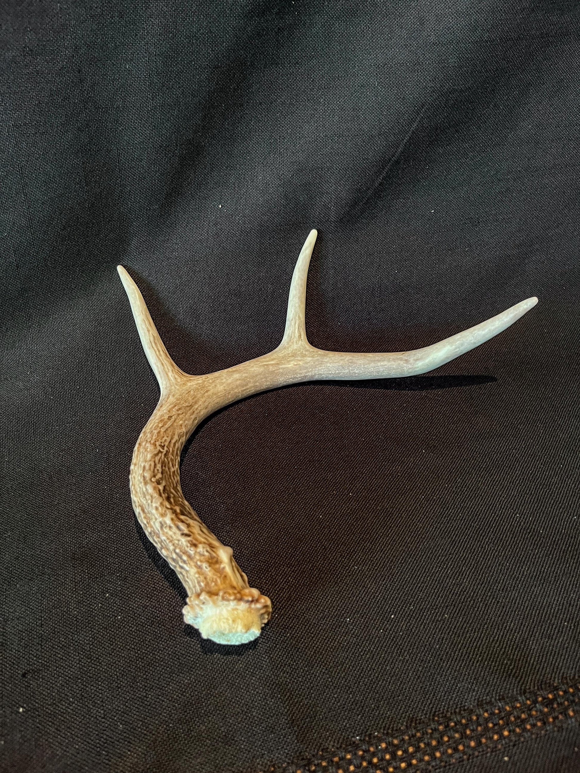 White-tailed deer Antler. Ethically Harvested antler for Decor & more.