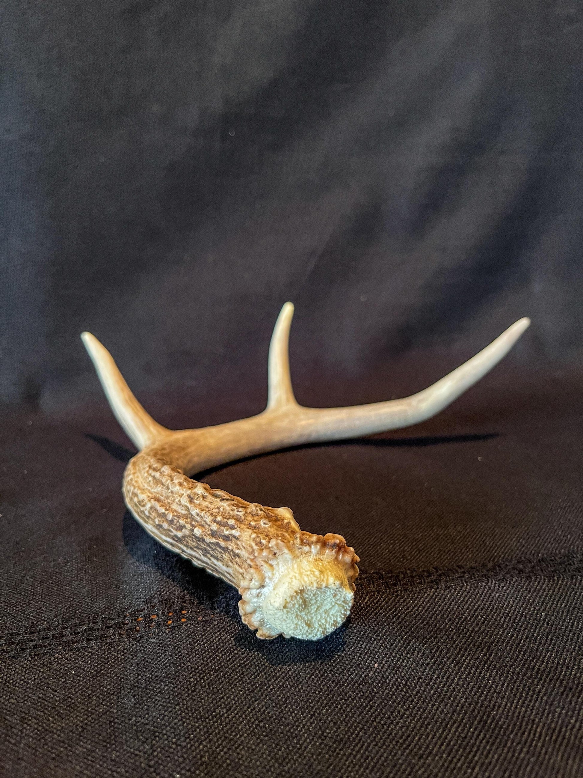 White-tailed deer Antler. Ethically Harvested antler for Decor & more.