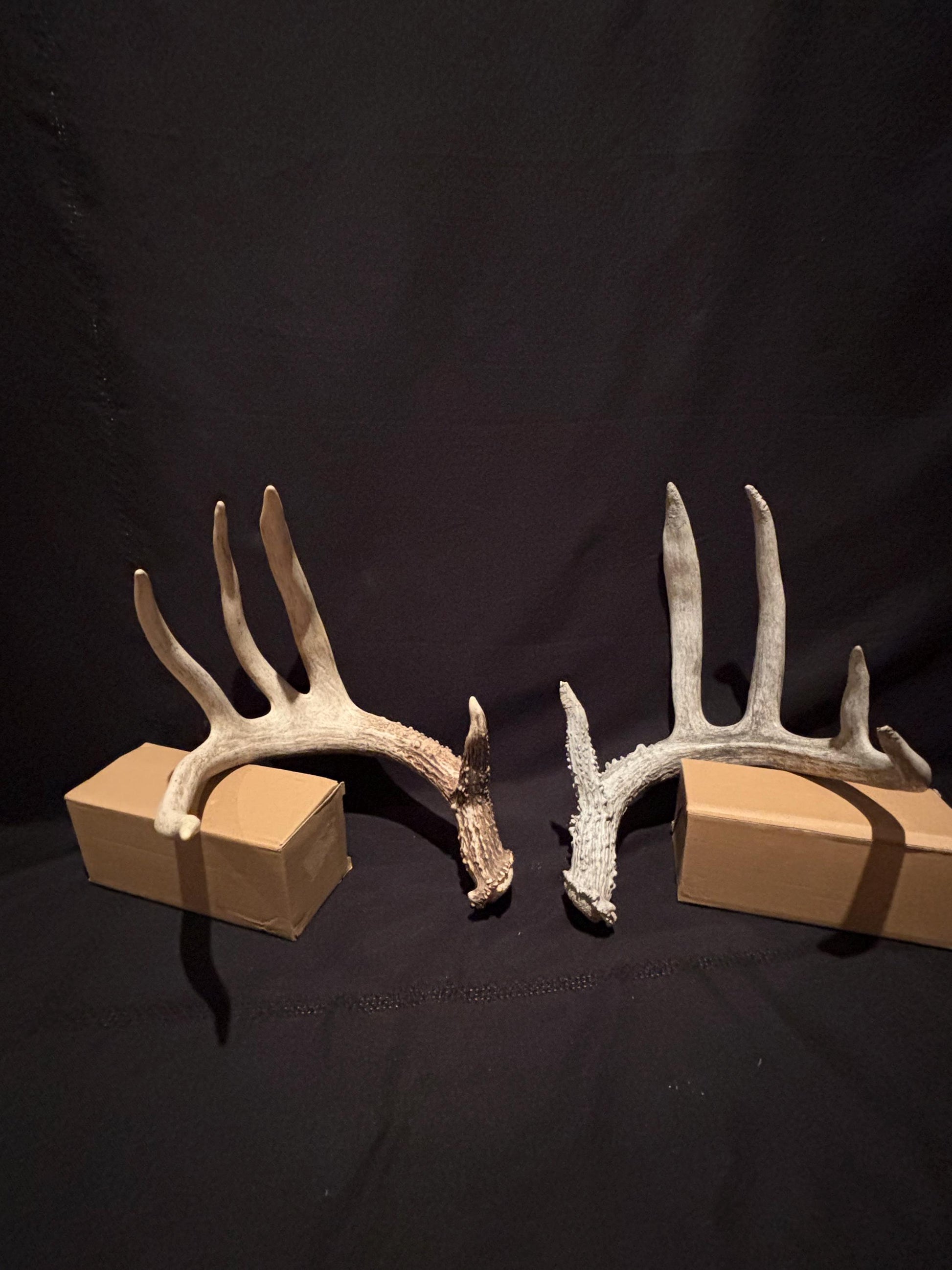 Deer Antlers - fresh White-tailed deer matching set. Canadian Buck. Crafting and Decor Antlers