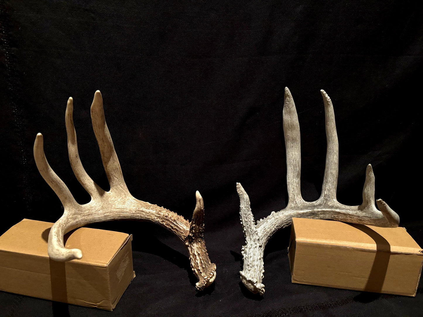 Deer Antlers - fresh White-tailed deer matching set. Canadian Buck. Crafting and Decor Antlers