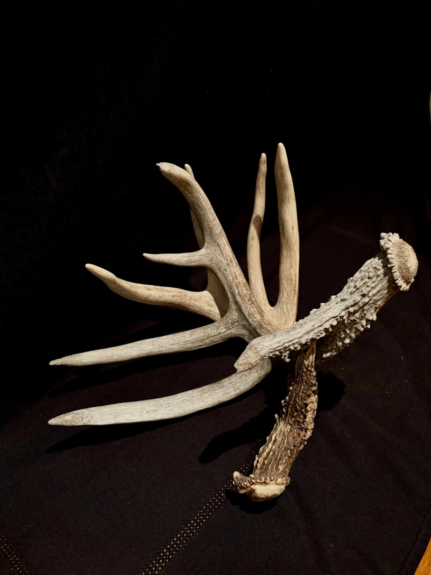 Deer Antlers - fresh White-tailed deer matching set. Canadian Buck. Crafting and Decor Antlers