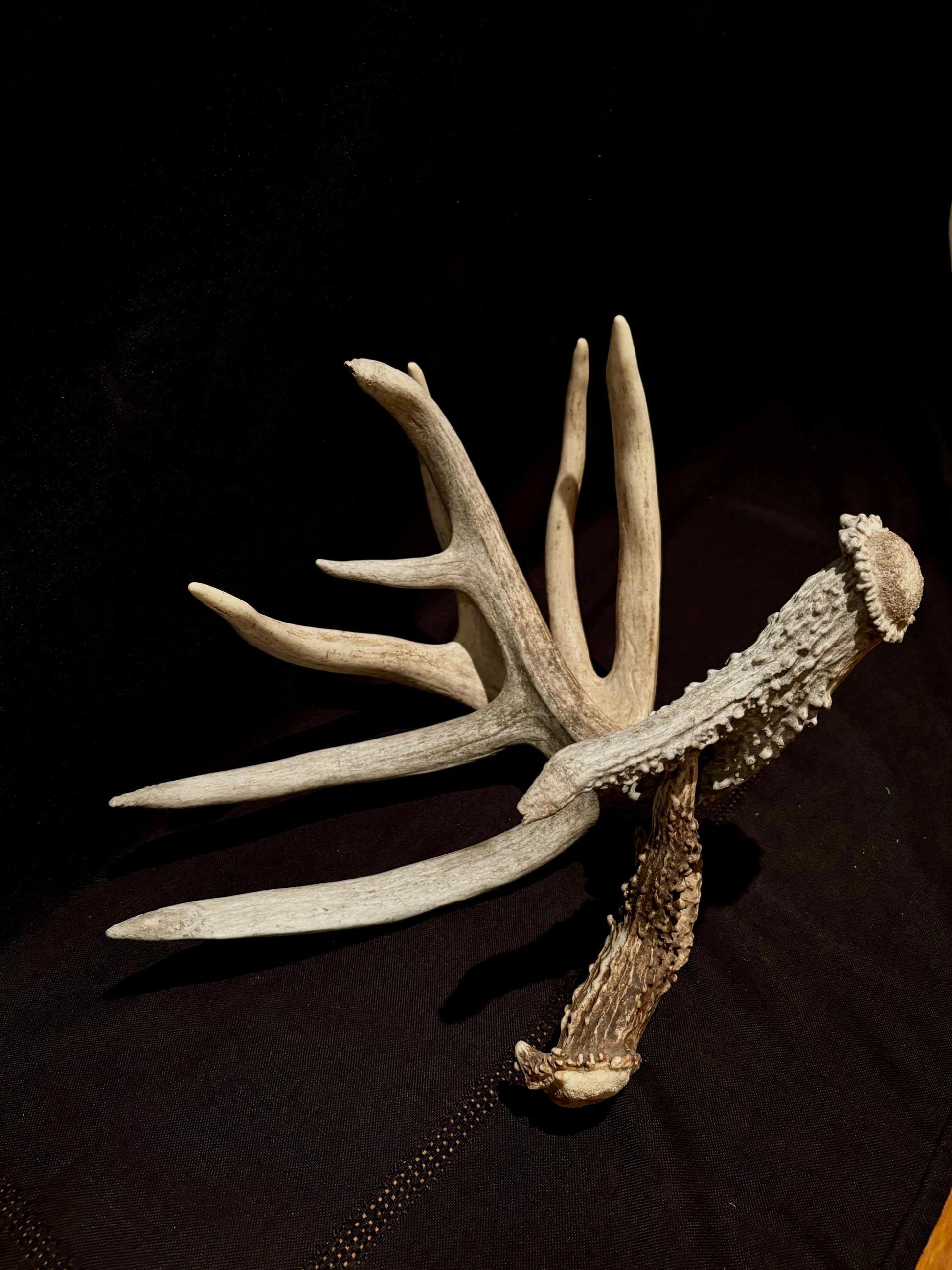 White-tailed Deer Matching Set. (Found at different times). For Decor, Crafting and More