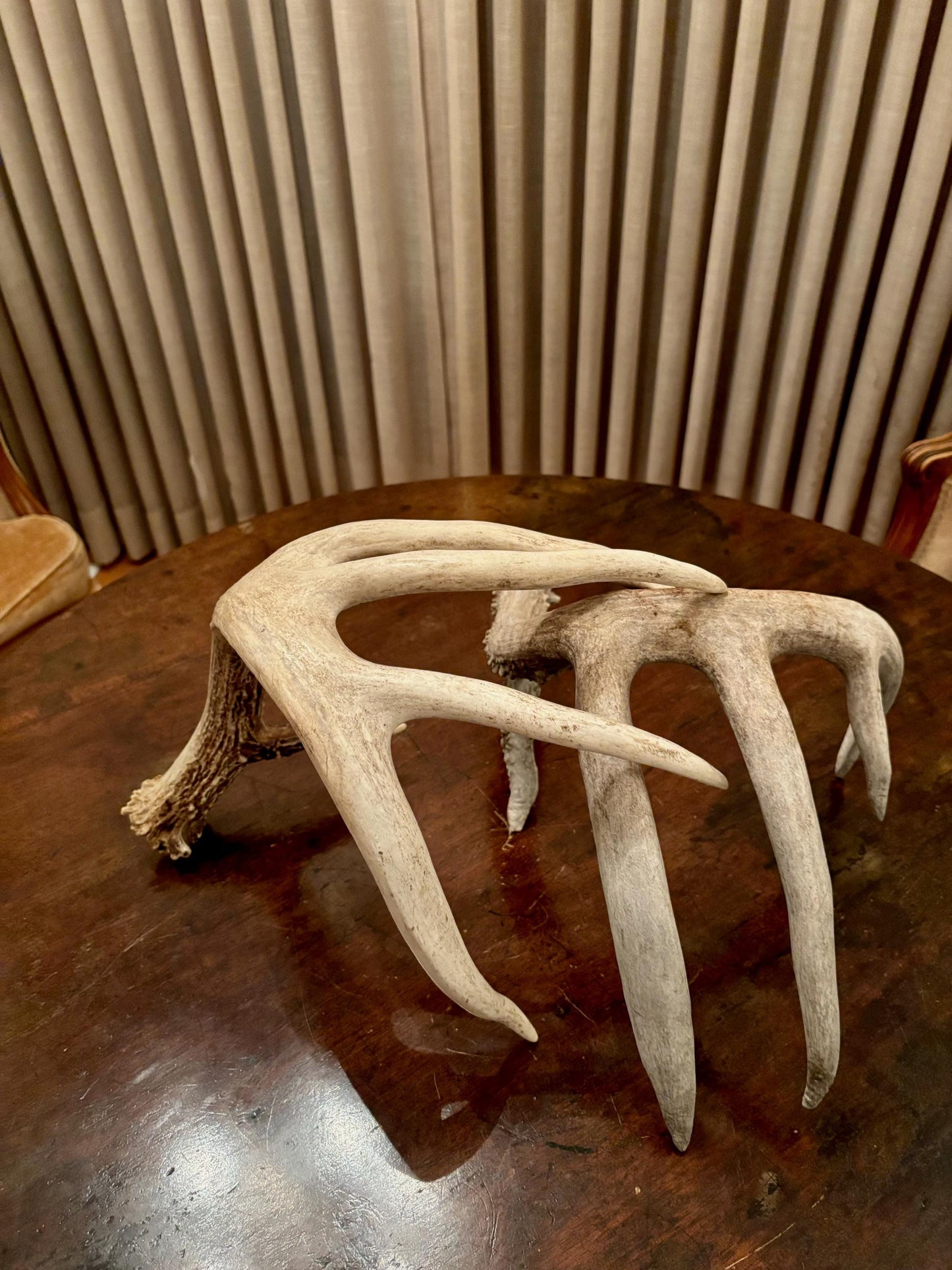 Deer Antlers - fresh White-tailed deer matching set. Canadian Buck. Crafting and Decor Antlers