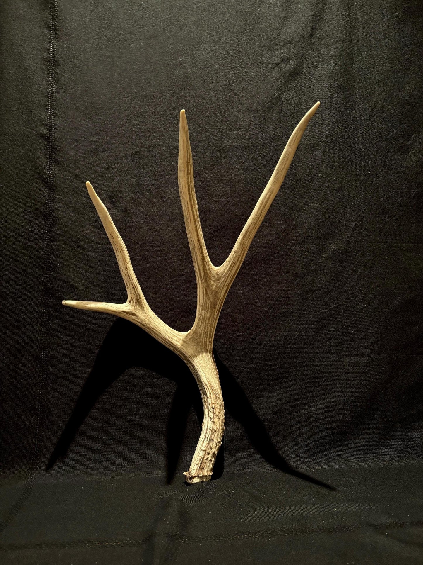 Brown 7 Point Mule deer antler. Large, Rustic style decoration. Cabin and Farm decor centrepiece.