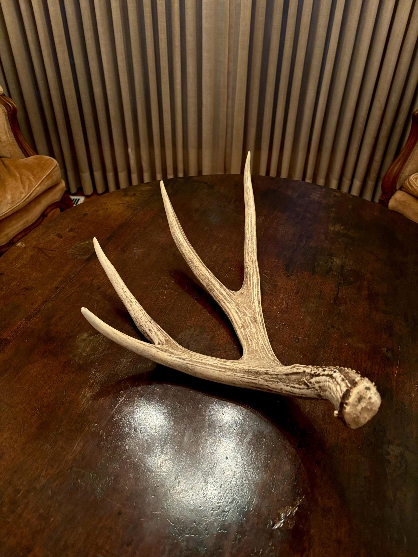 Brown 7 Point Mule deer antler. Large, Rustic style decoration. Cabin and Farm decor centrepiece.