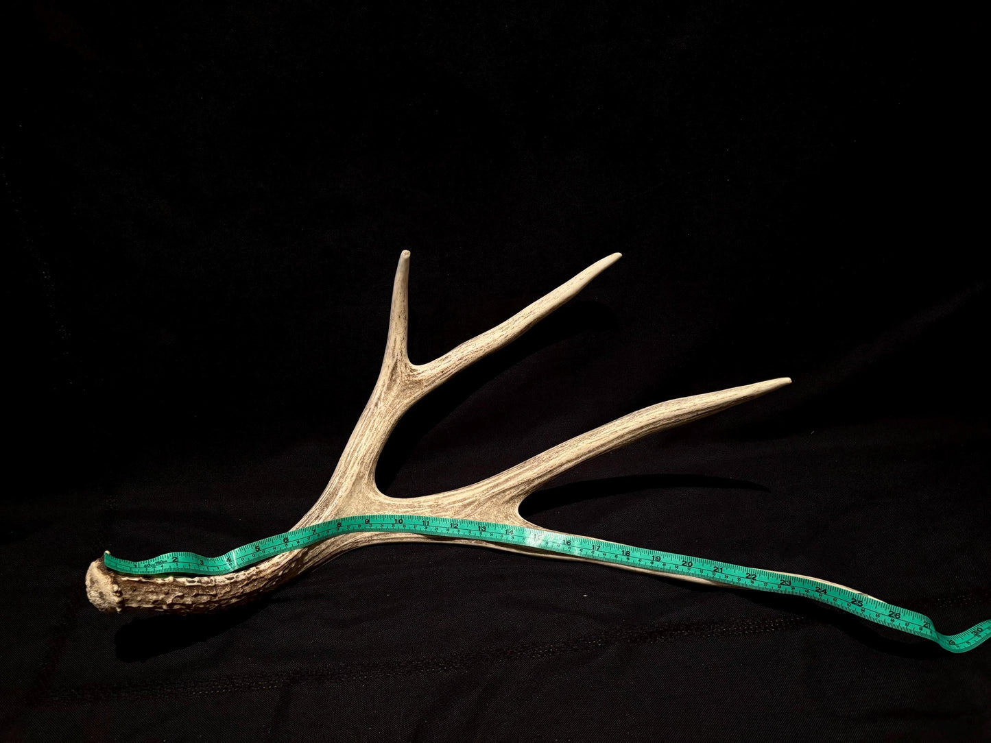 Brown 7 Point Mule deer antler. Large, Rustic style decoration. Cabin and Farm decor centrepiece.