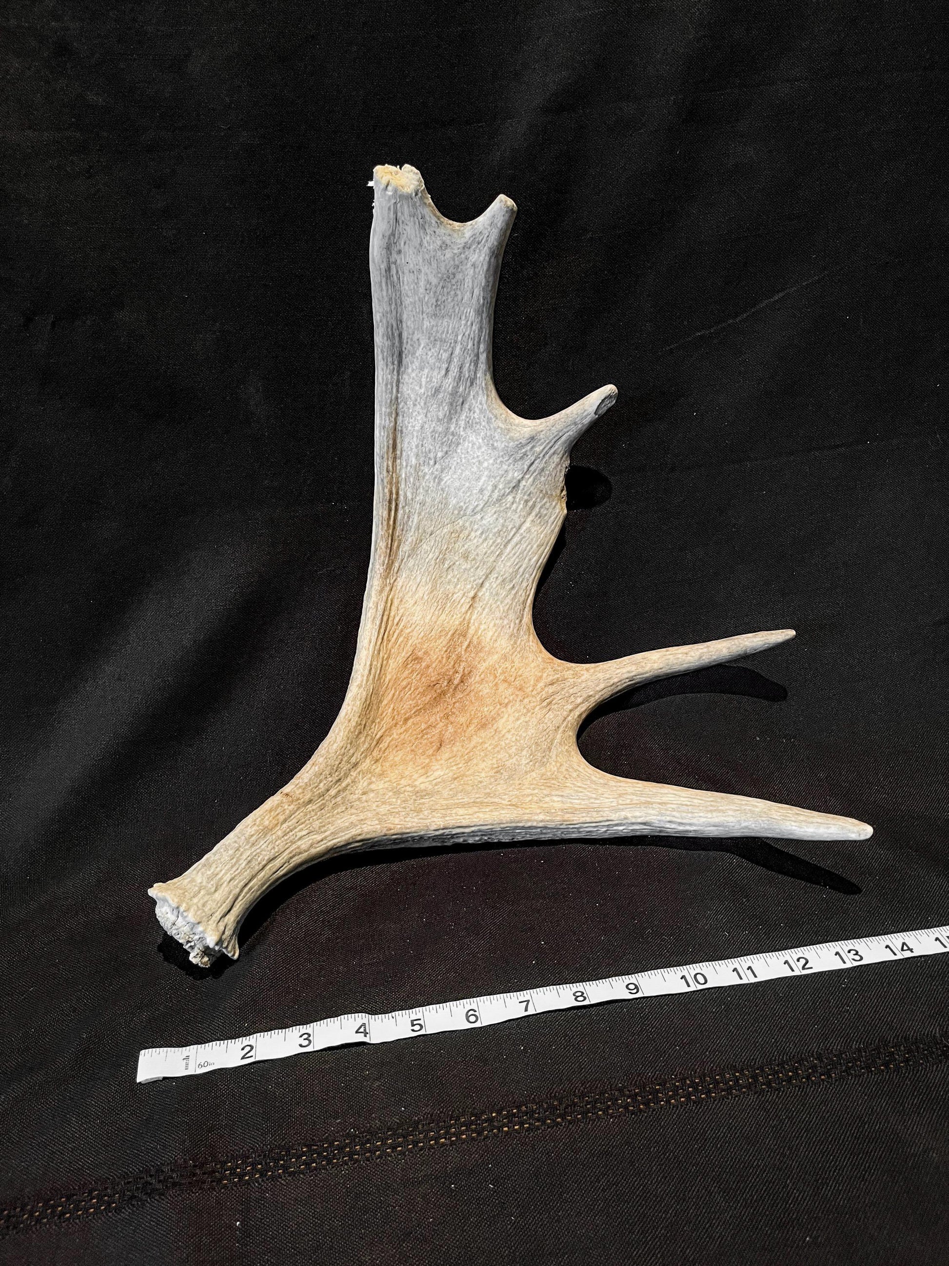 Wild Canadian Bull Moose Shed Antler. Interior Design and Decor Item.