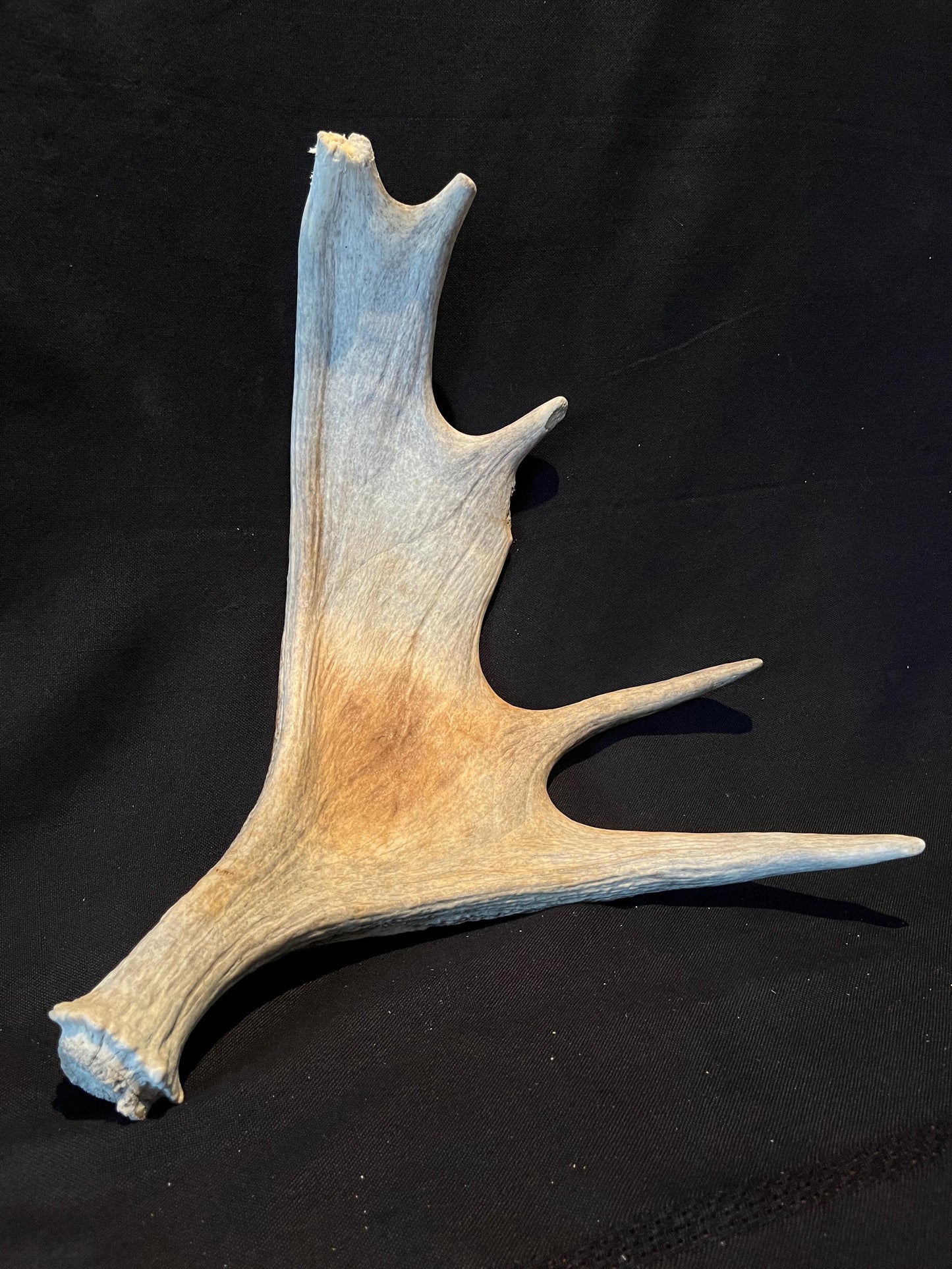 Wild Canadian Bull Moose Shed Antler. Interior Design and Decor Item.