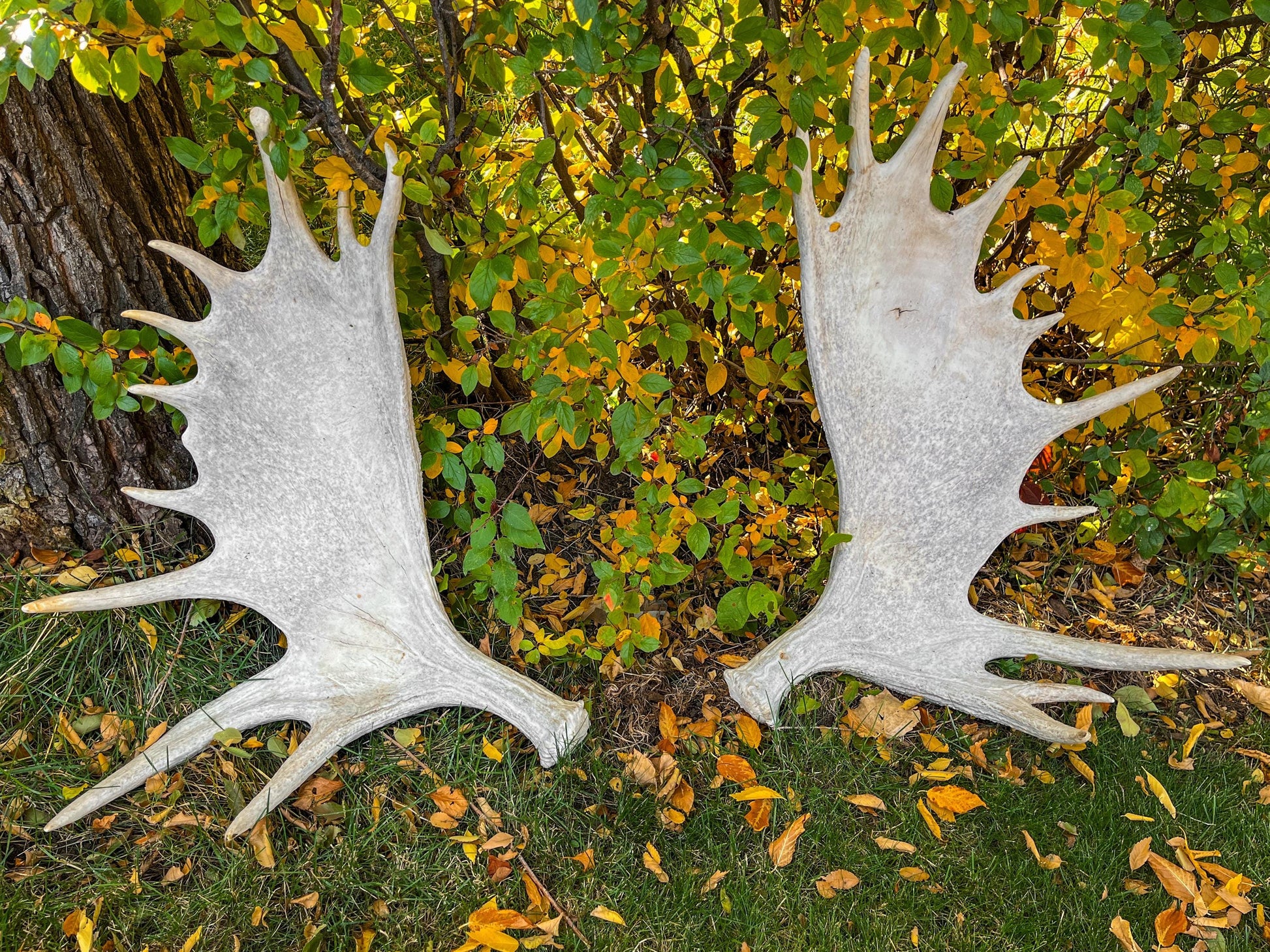 GIANT Canadian Moose Antler Pair. Massive antlers for wall decor, crafting, carving and more.