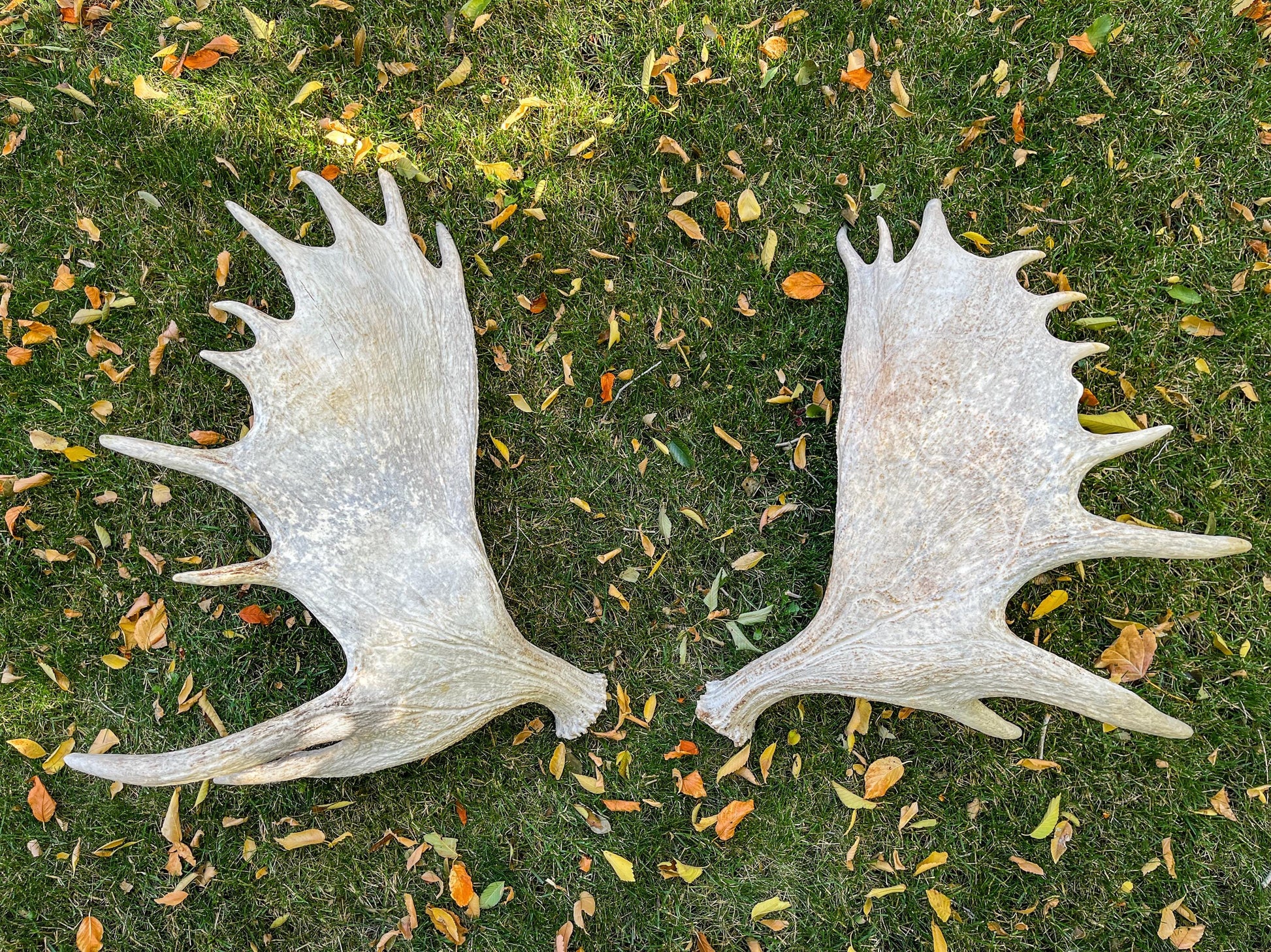 GIANT Canadian Moose Antler Pair. Massive antlers for wall decor, crafting, carving and more.