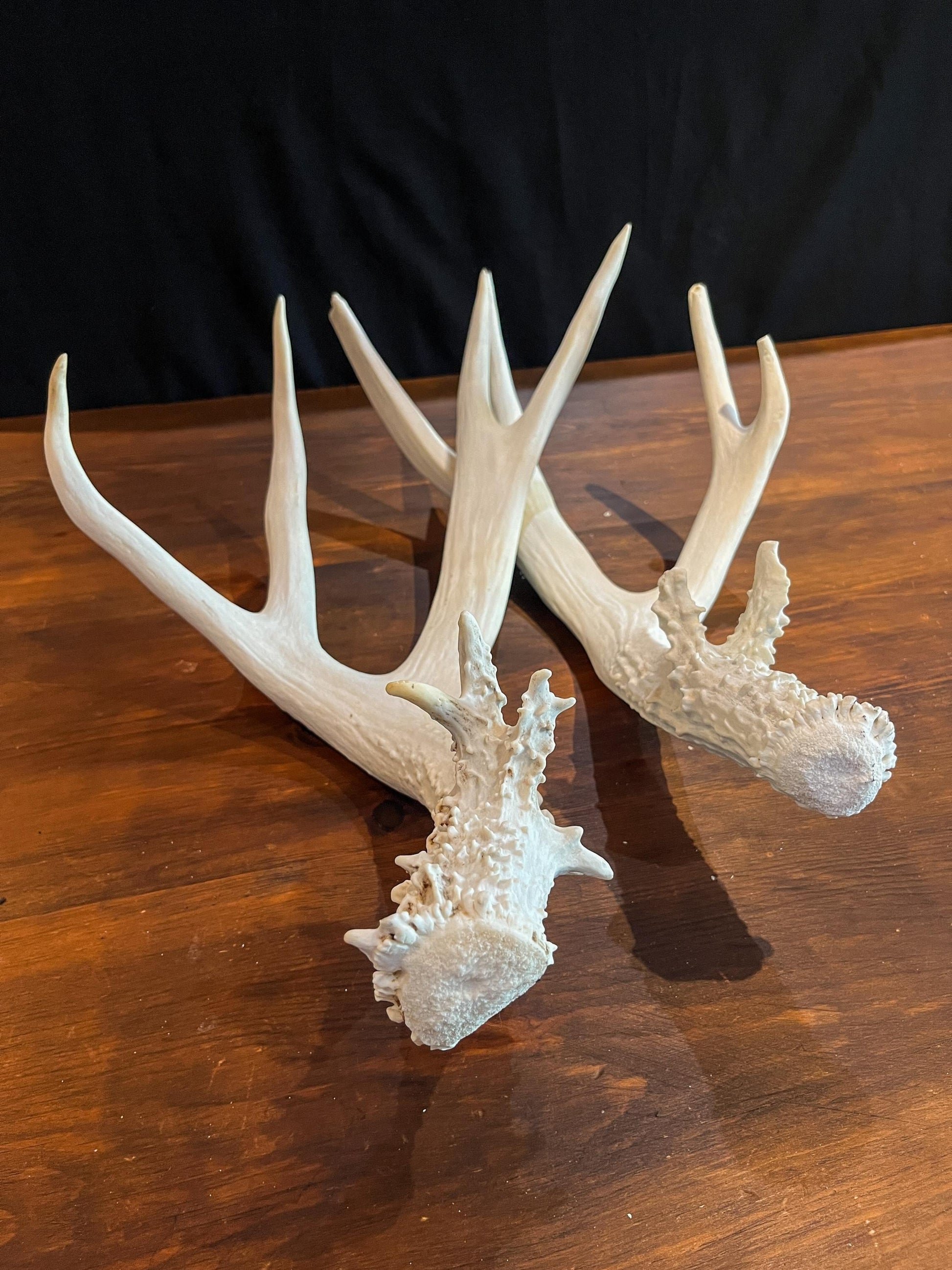 Mule deer antler pair. Classic Canadian Mule Deer Antlers. Horns, Crafting. Decor