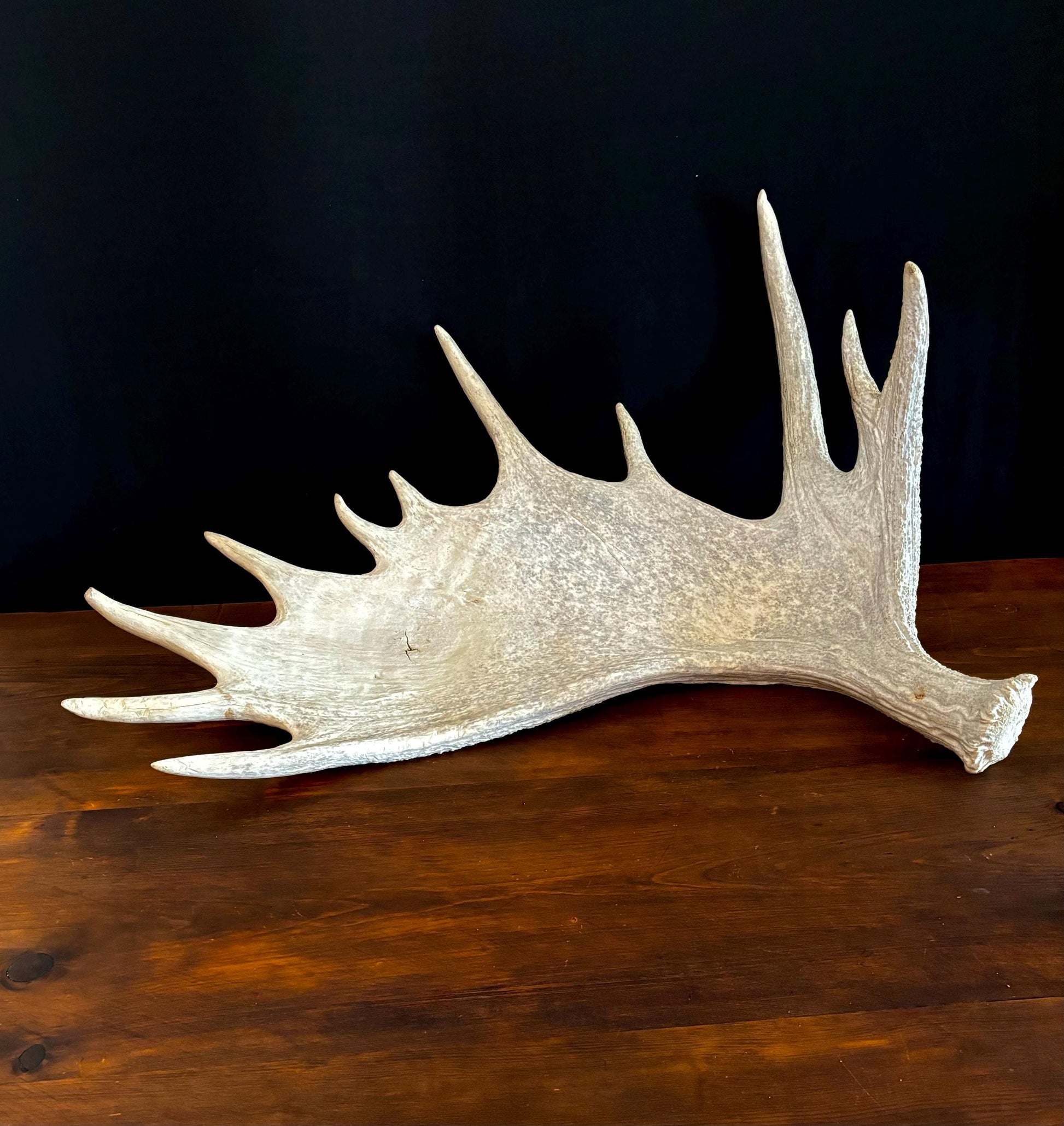 GIANT Canadian Moose Antler Pair. Massive antlers for wall decor, crafting, carving and more.