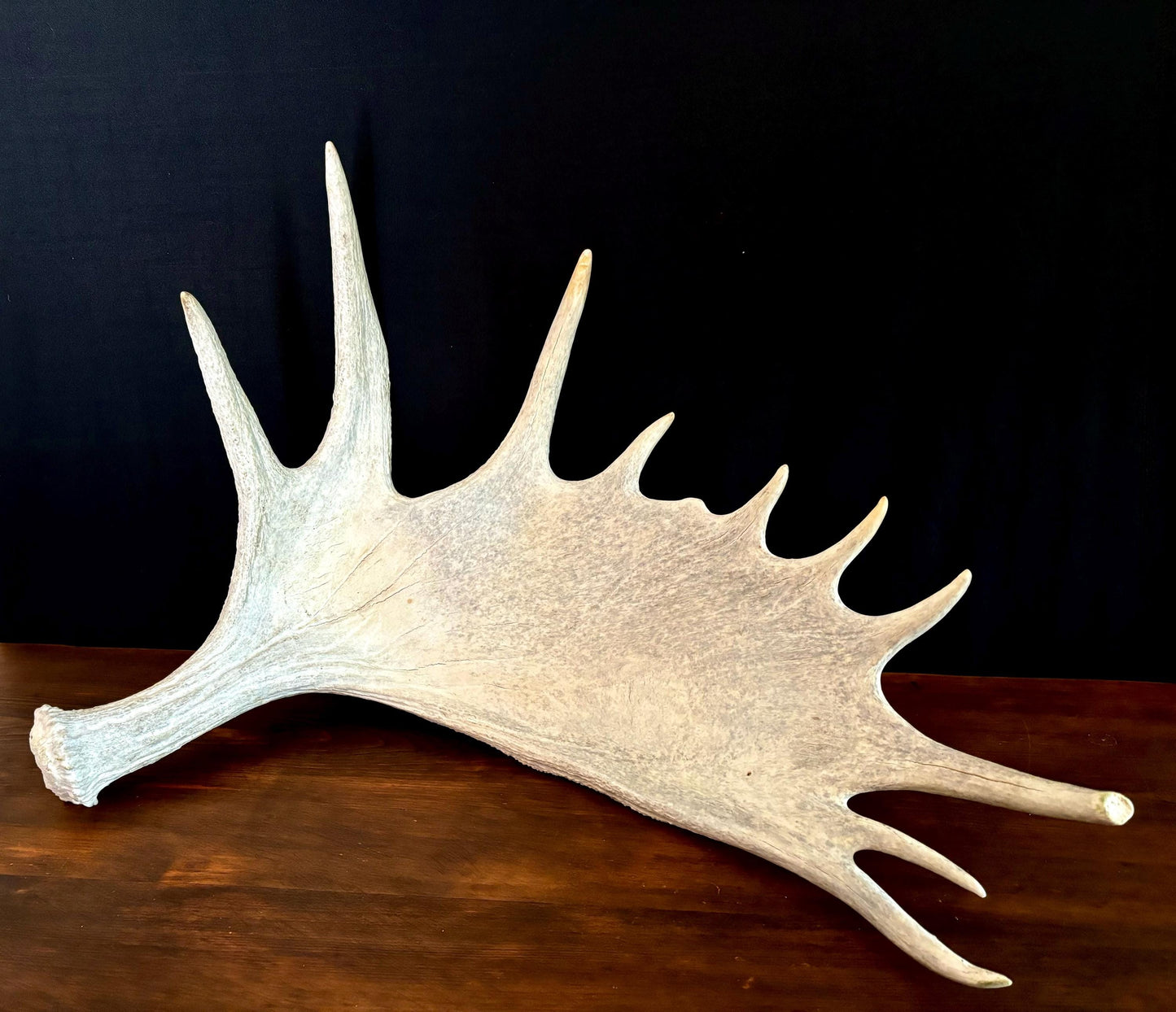 GIANT Canadian Moose Antler Pair. Massive antlers for wall decor, crafting, carving and more.