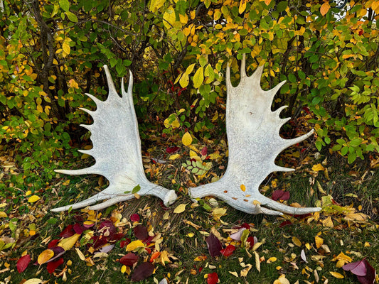 GIANT Canadian Moose Antler Pair. Massive antlers for wall decor, crafting, carving and more.