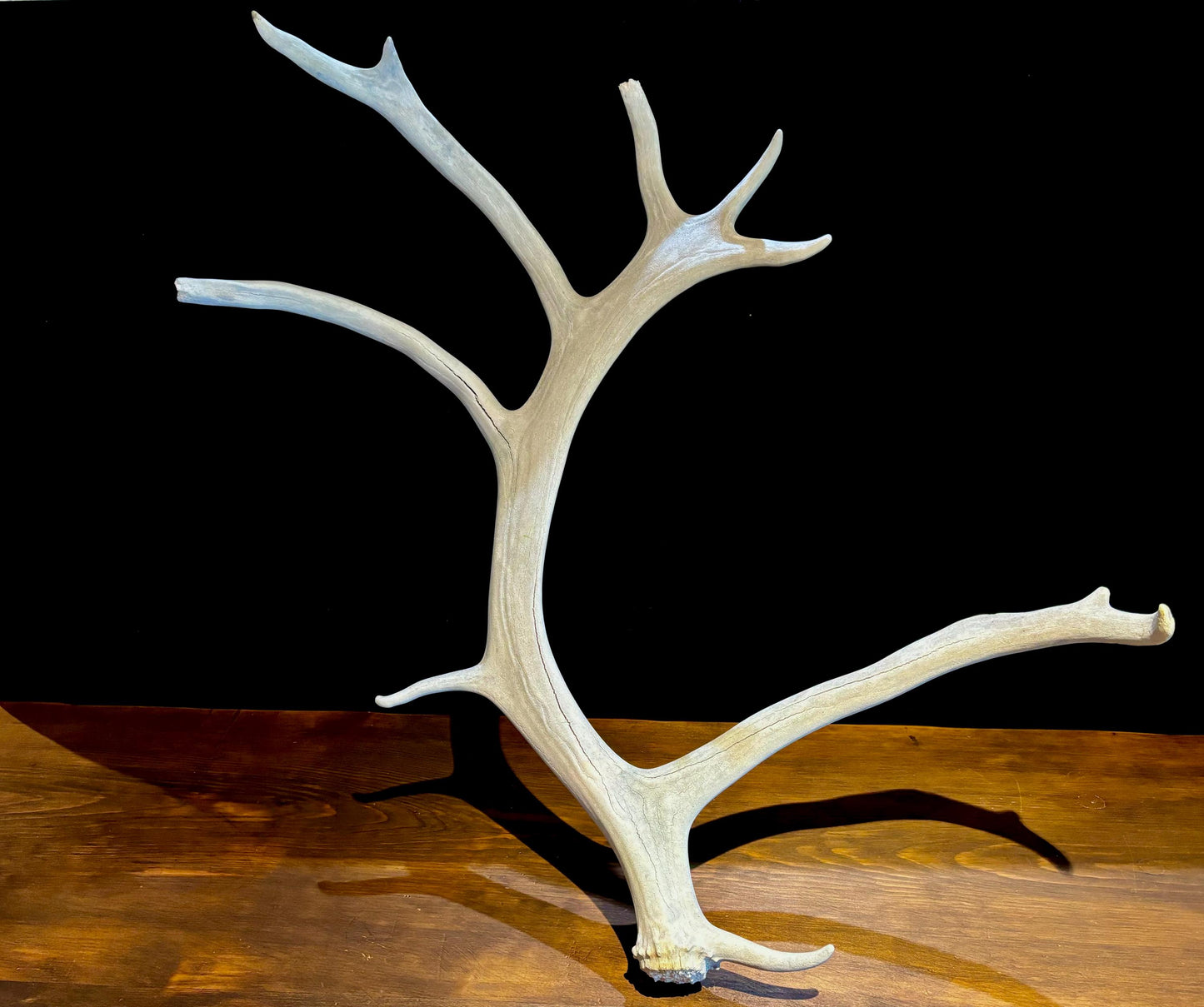 Huge Bull Caribou Antlers! Matched Set of Heavily Weathered Antlers. For decor, crafting and more!