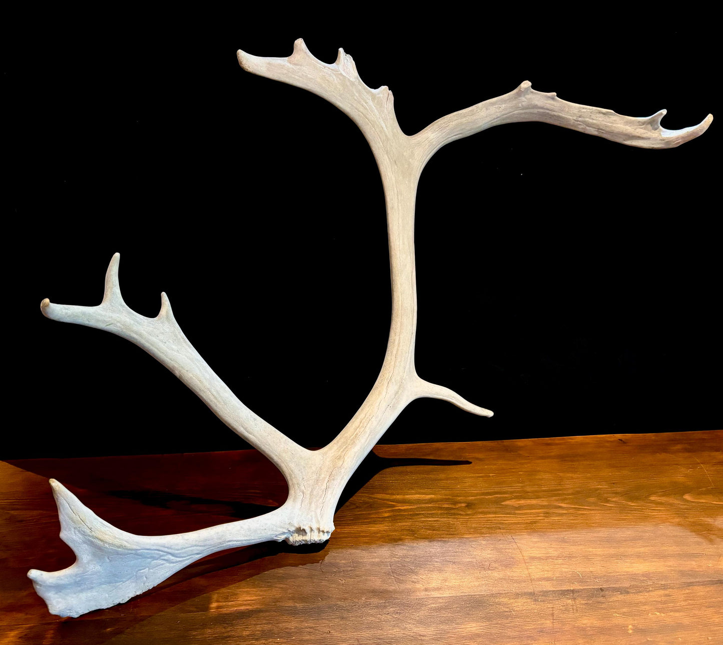 Huge Bull Caribou Antlers! Matched Set of Heavily Weathered Antlers. For decor, crafting and more!