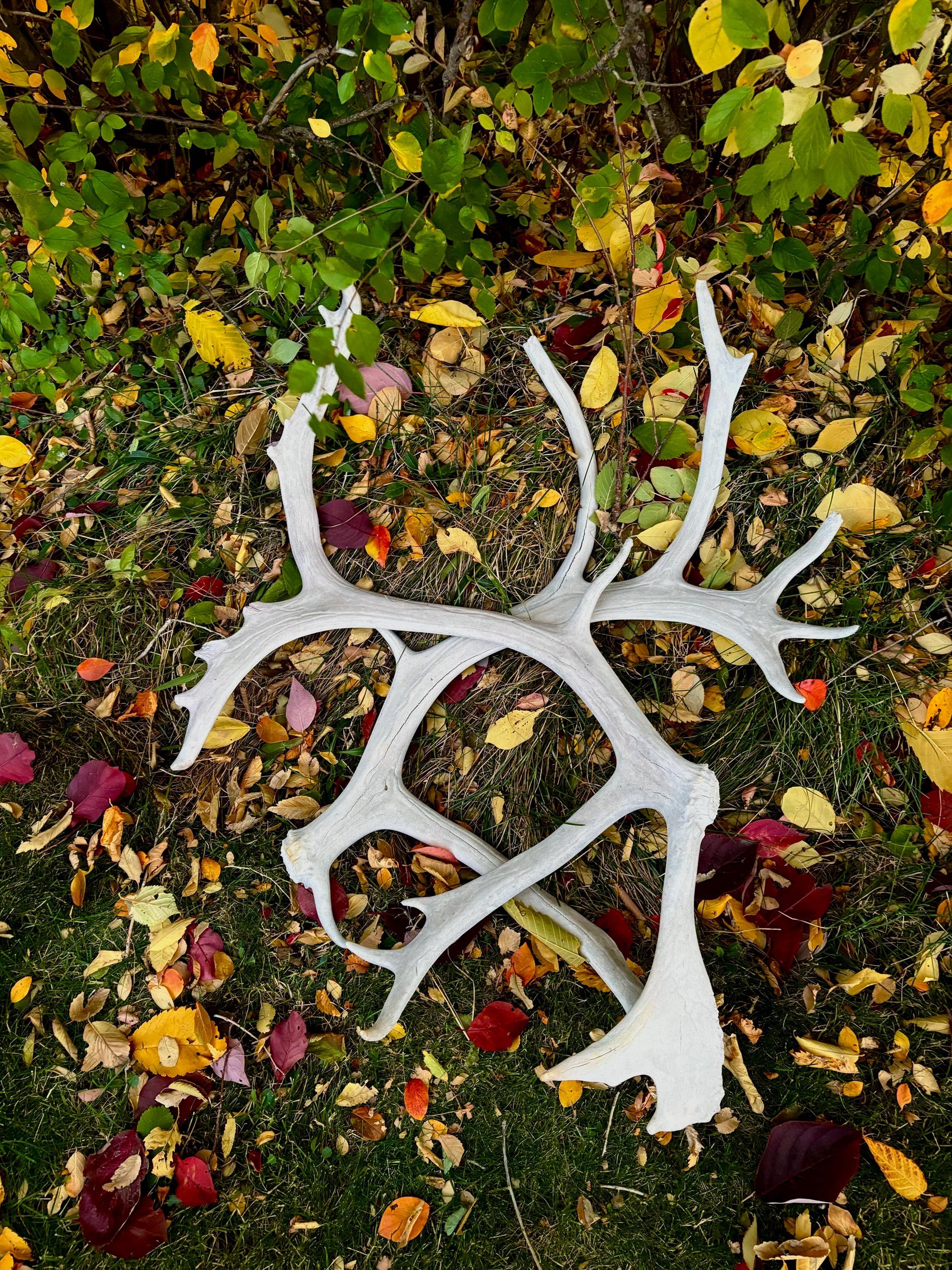 Huge Bull Caribou Antlers! Matched Set of Heavily Weathered Antlers. For decor, crafting and more!