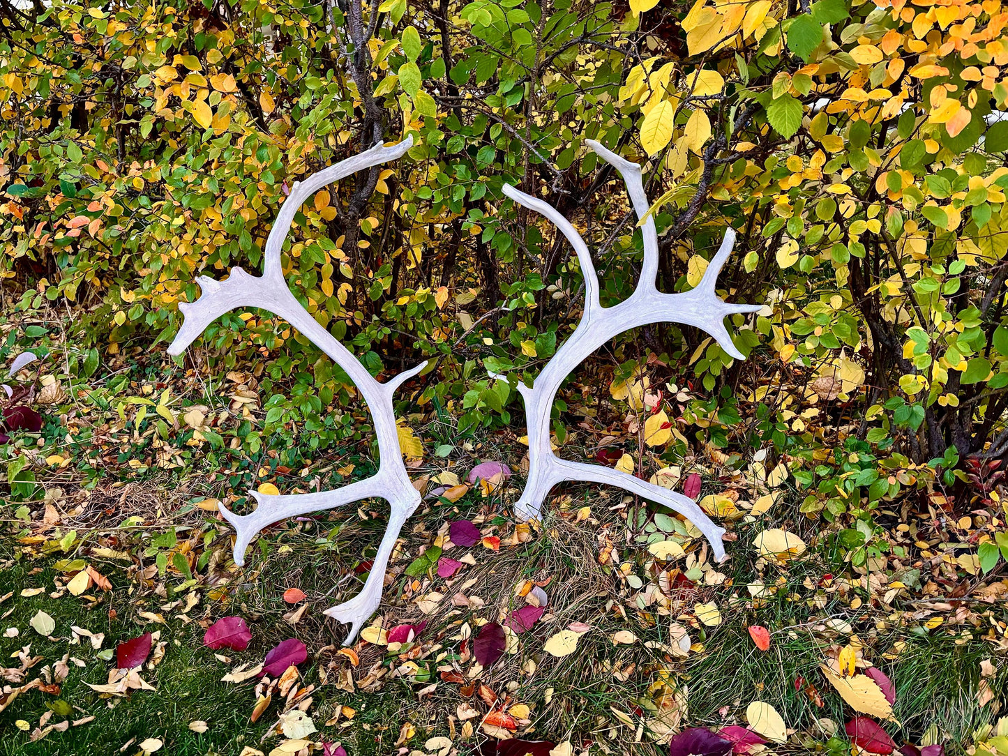 Huge Bull Caribou Antlers! Matched Set of Heavily Weathered Antlers. For decor, crafting and more!