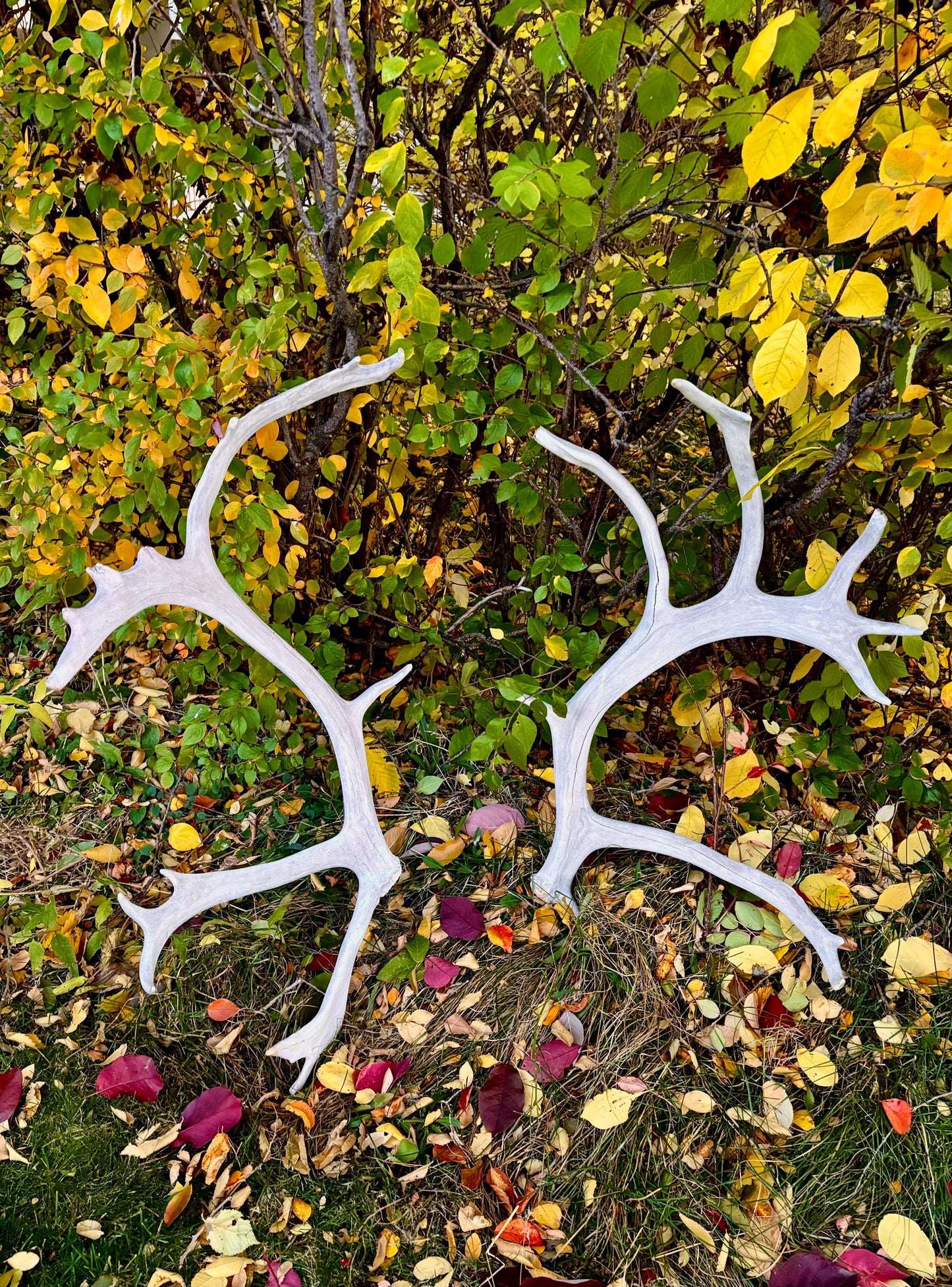 Huge Bull Caribou Antlers! Matched Set of Heavily Weathered Antlers. For decor, crafting and more!