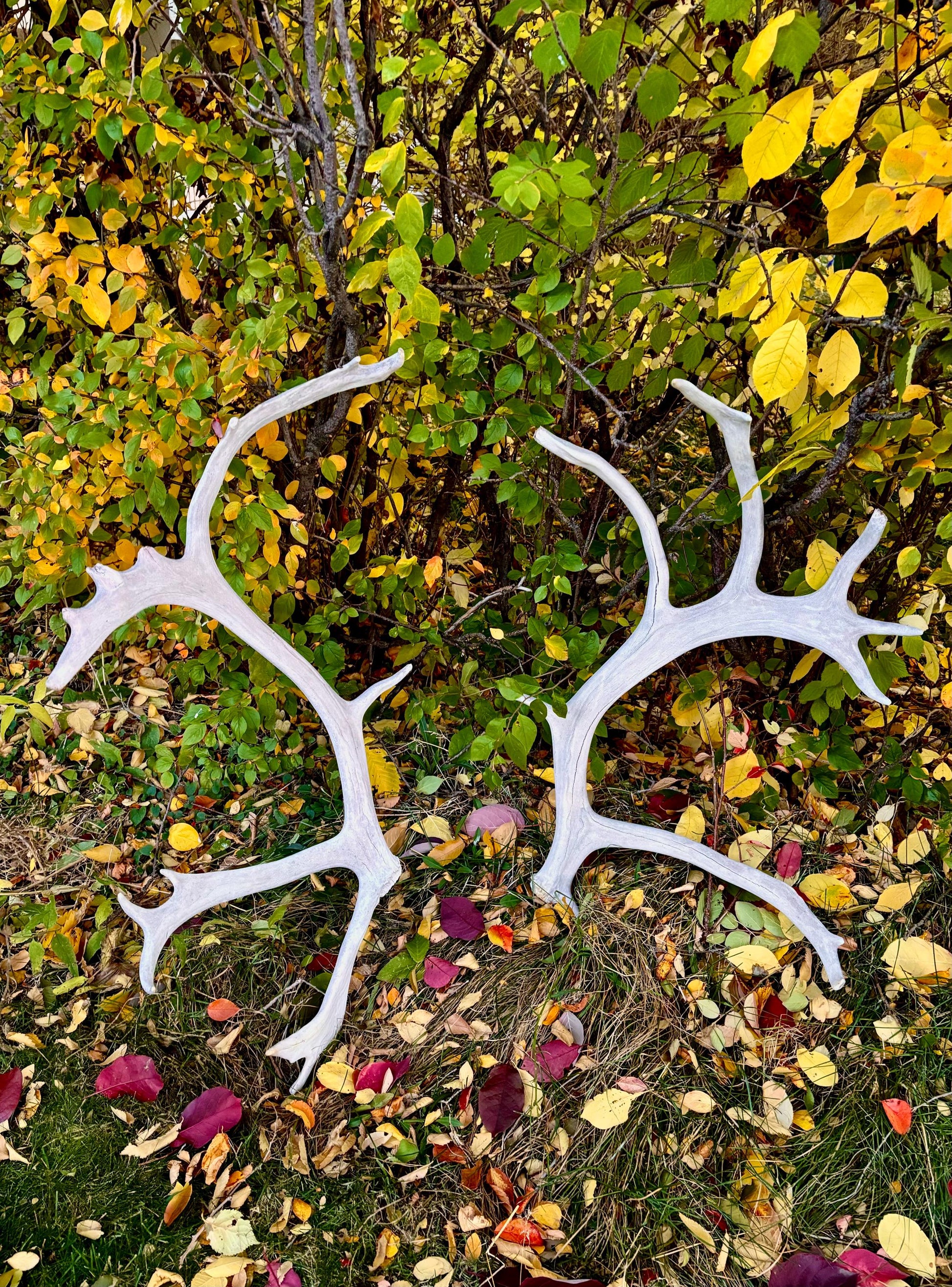 Huge Bull Caribou Antlers! Matched Set of Heavily Weathered Antlers. For decor, crafting and more!