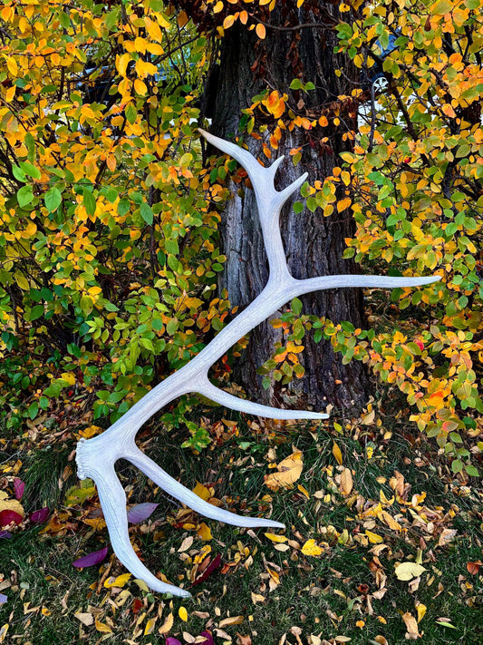 Elk Antler - Huge Natural Shed Antler from a Giant Canadian Bull Elk. For Crafting, Decor and More