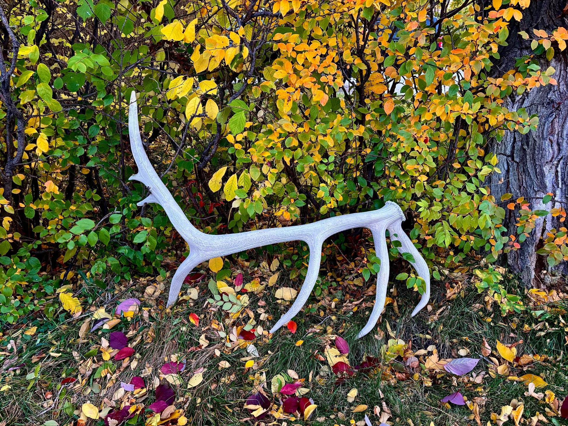 Elk Antler - Huge Natural Shed Antler from a Giant Canadian Bull Elk. For Crafting, Decor and More