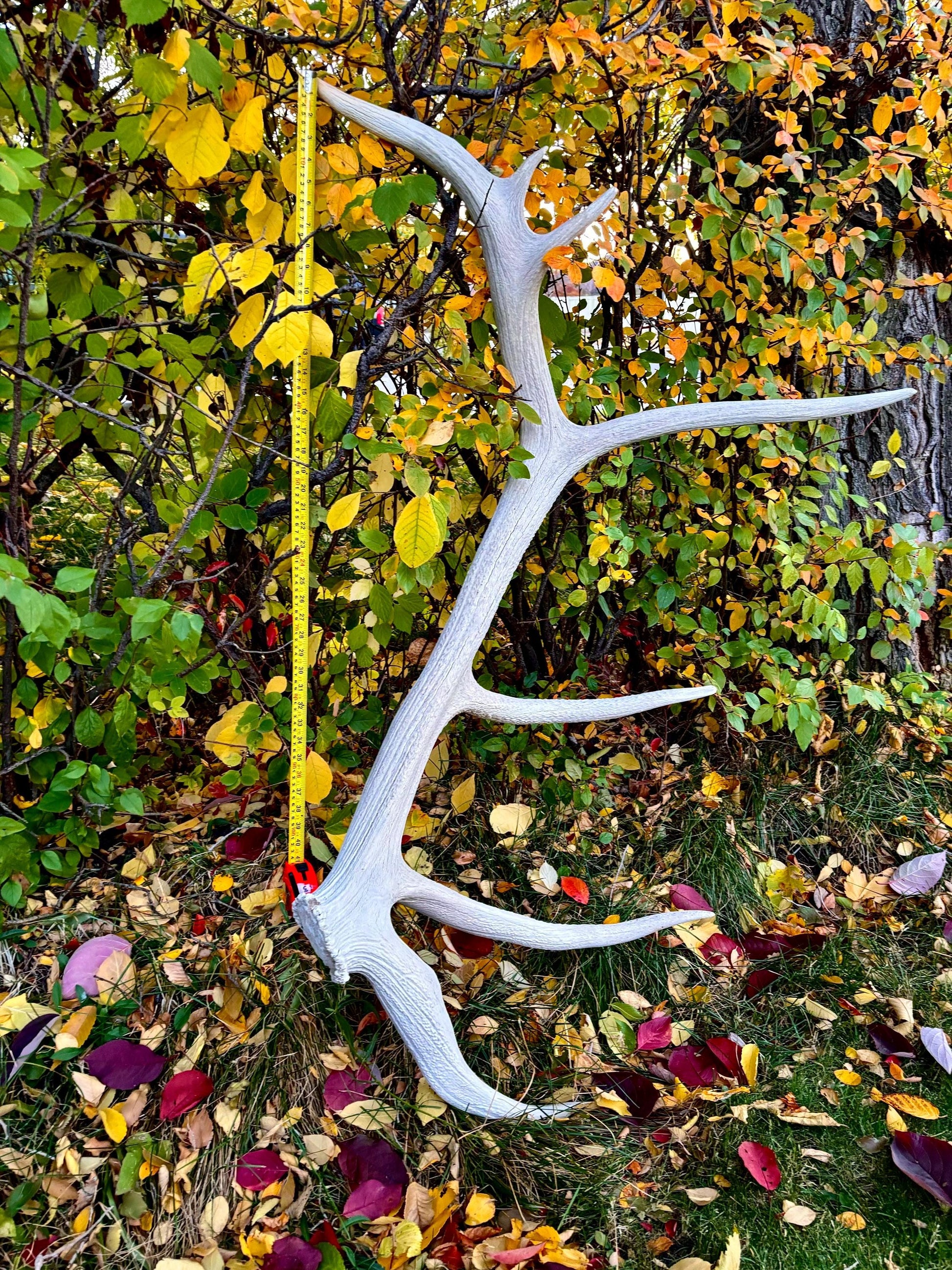 Elk Antler - Huge Natural Shed Antler from a Giant Canadian Bull Elk. For Crafting, Decor and More